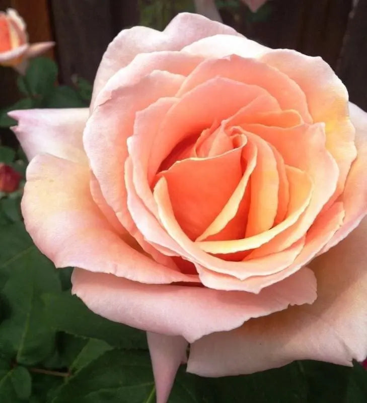 Medallion™ Potted Rose Bush