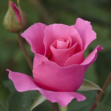 The McCartney Rose™ Bare Root Rose Bush