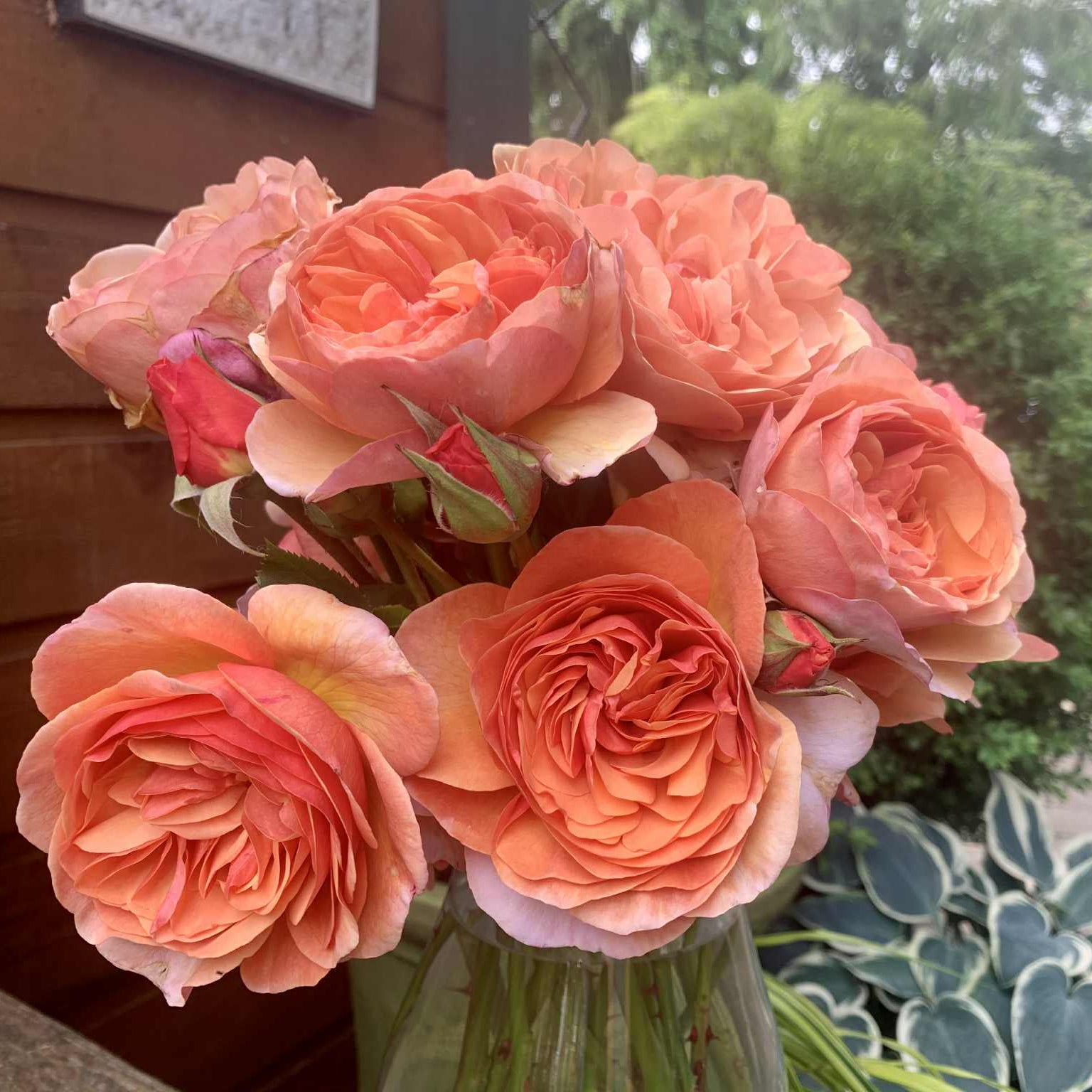 Peach Glory Bare Root Rose Bush