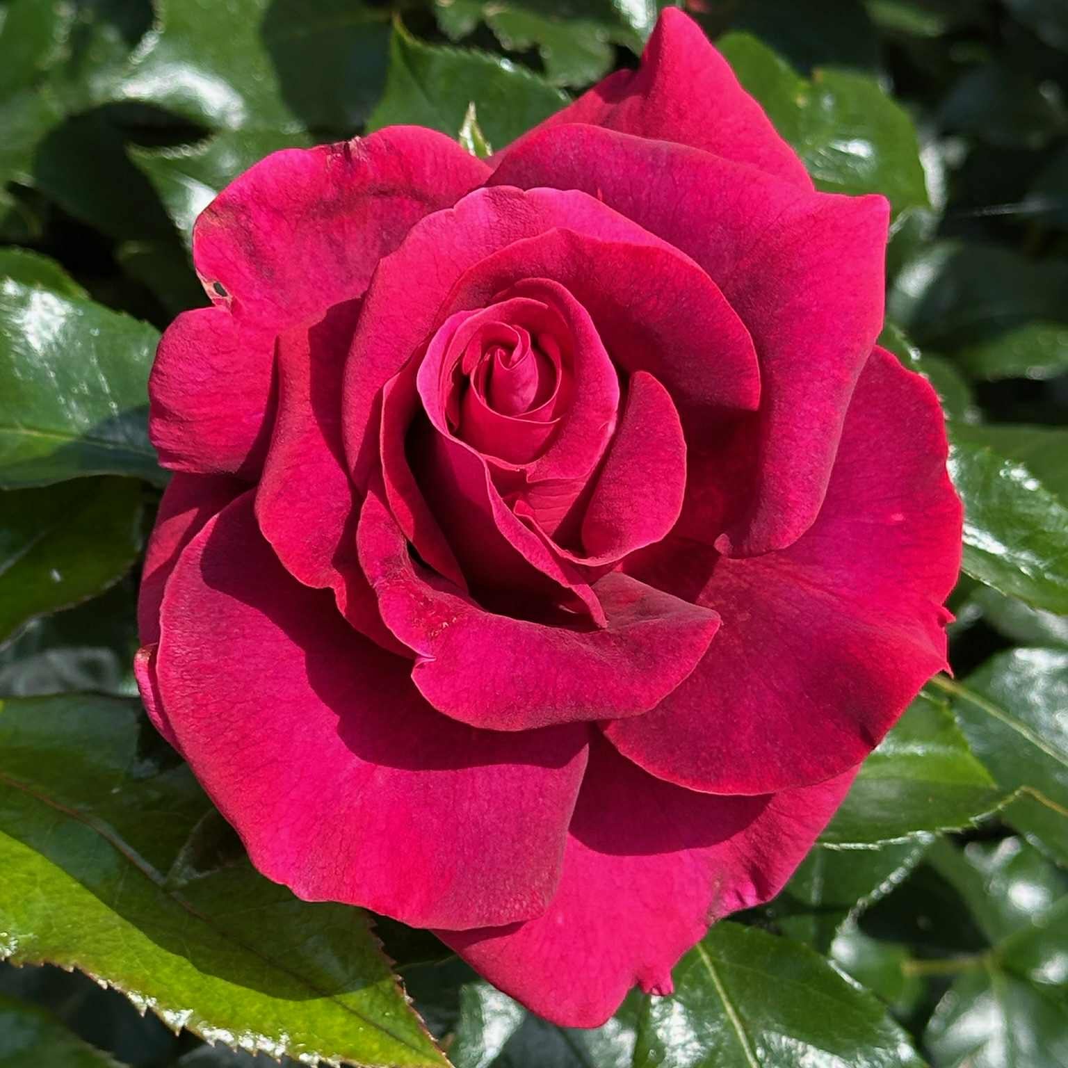 Our Anniversary⢠Bare Root Rose Bush