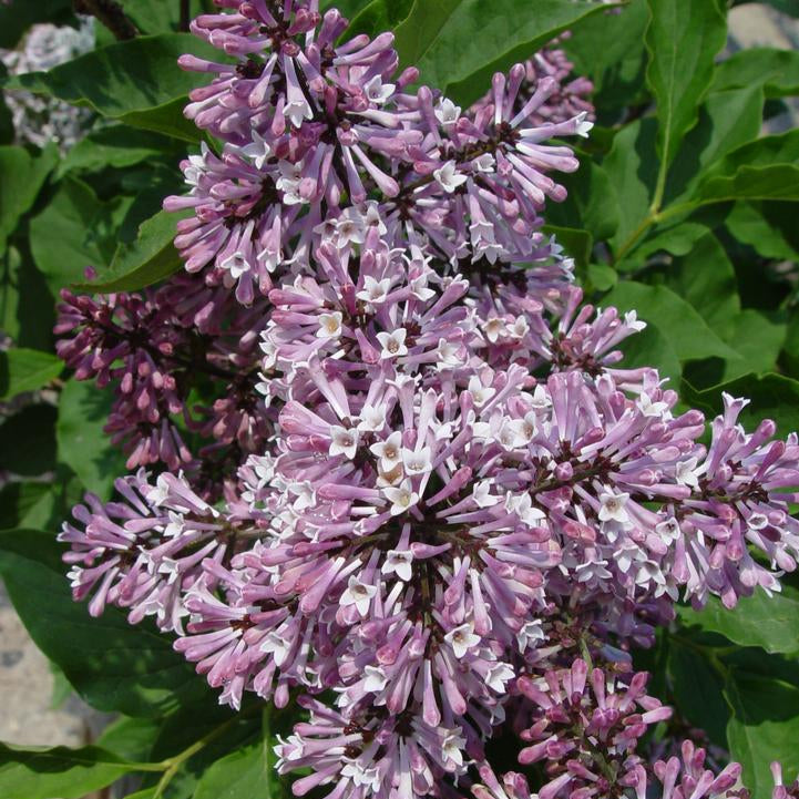 Miss Kim Bare Root Lilac Bush