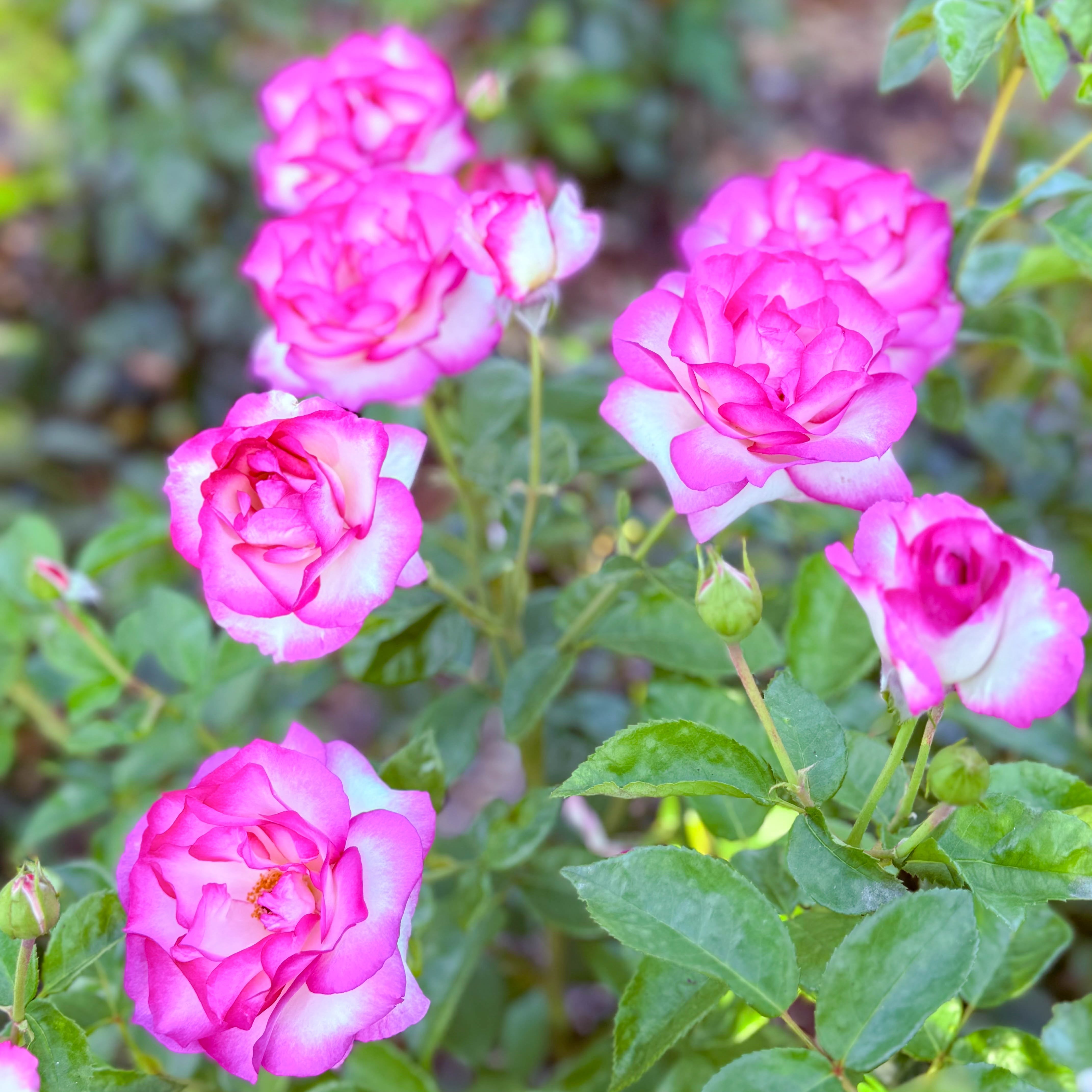 Miss Congeniality™ Potted Tree Rose