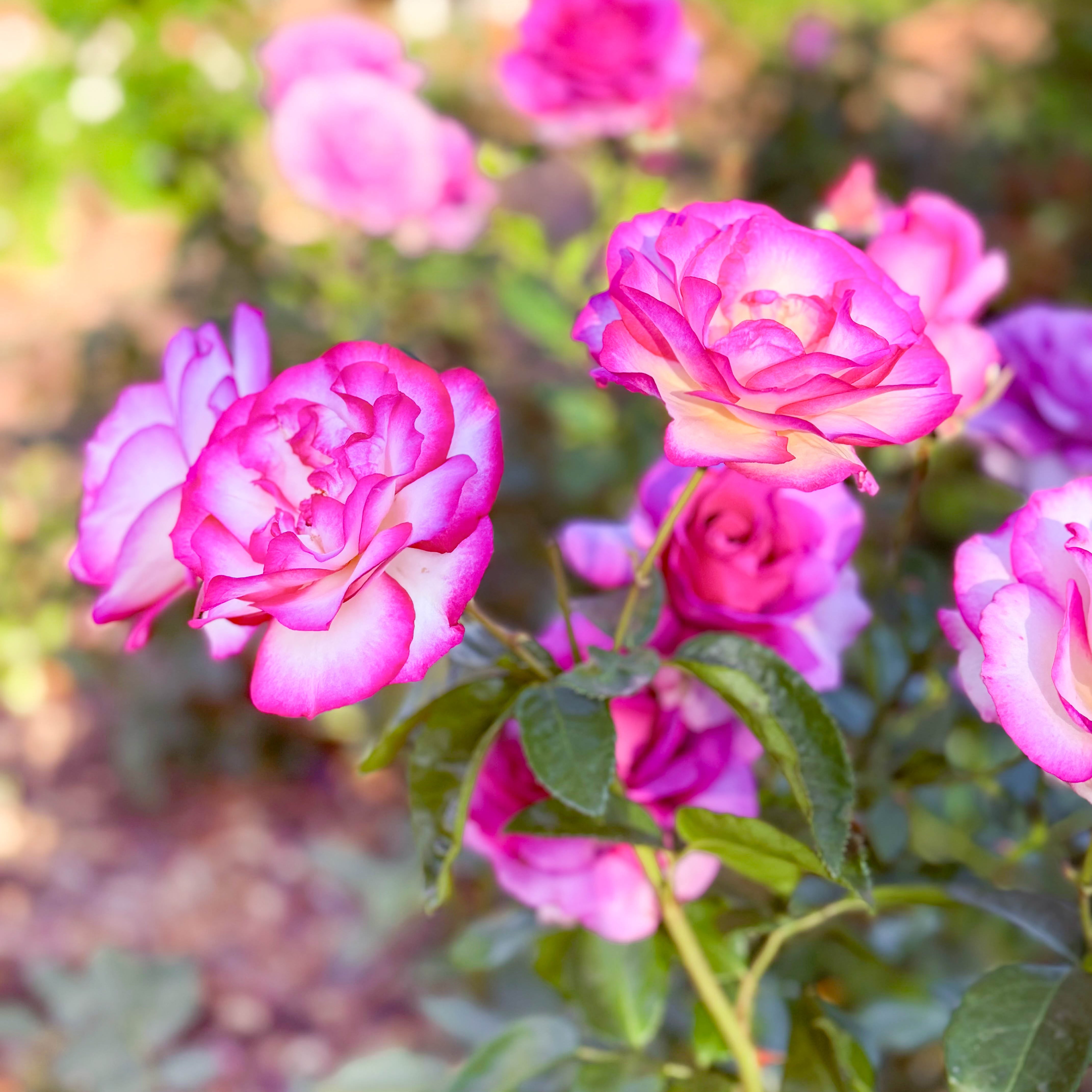 Miss Congeniality™ Bare Root Tree Rose