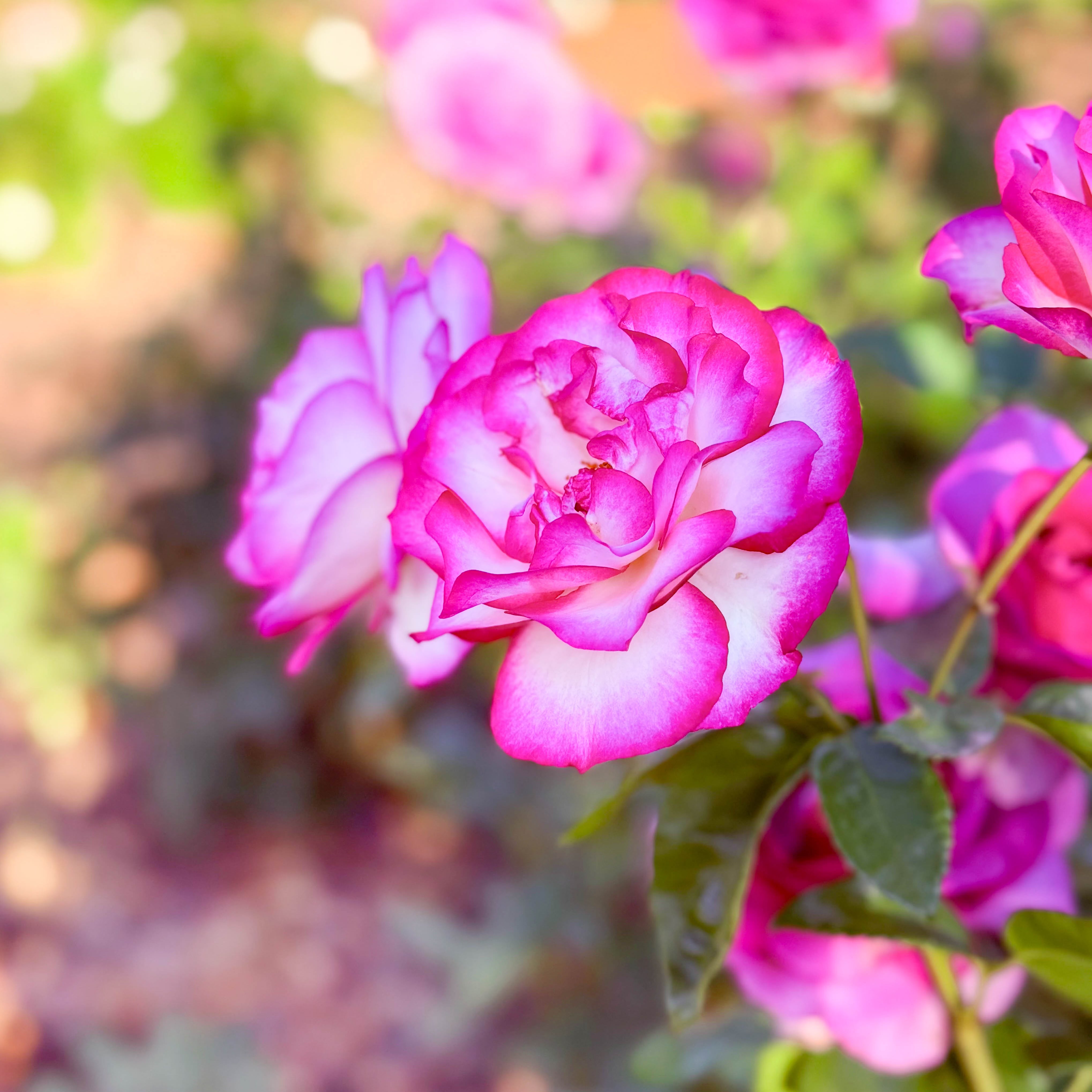 Miss Congeniality™ Bare Root Rose Bush