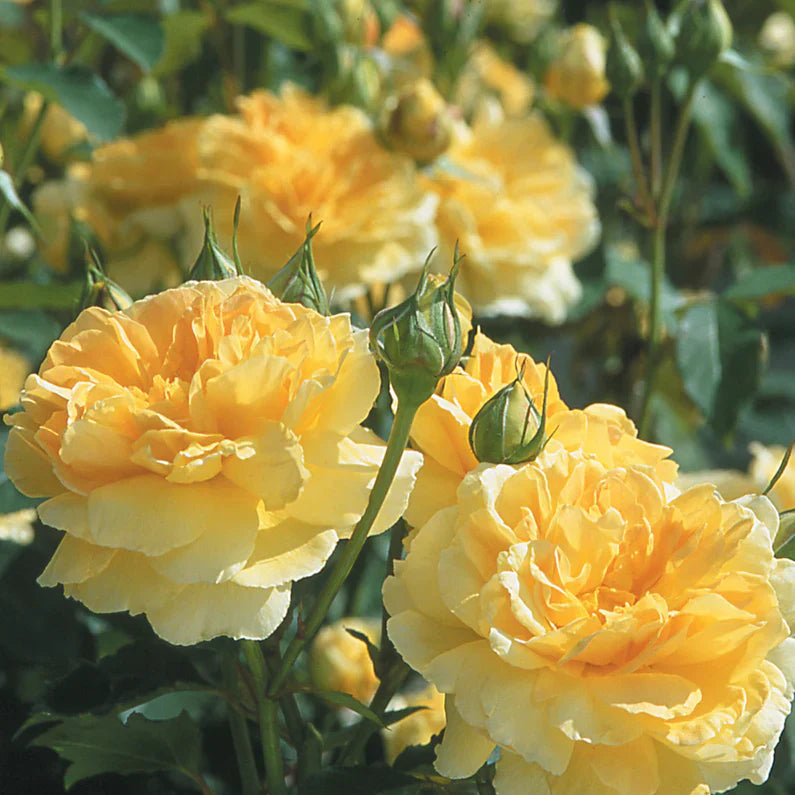 Gracie's Gem Box APRICOT DIAMOND - 3 Pack - Reminiscent® Creme, David Austin® Molineux & Adobe Sunrise™
