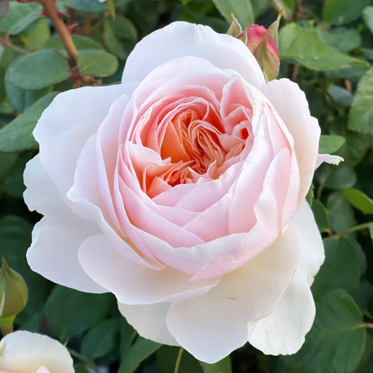 Moonlight in Paris™ Bare Root Rose