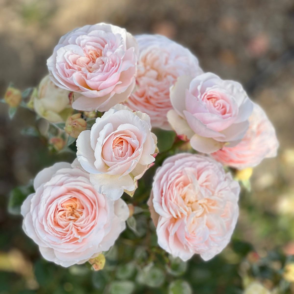 Moonlight in Paris™ Bare Root Rose