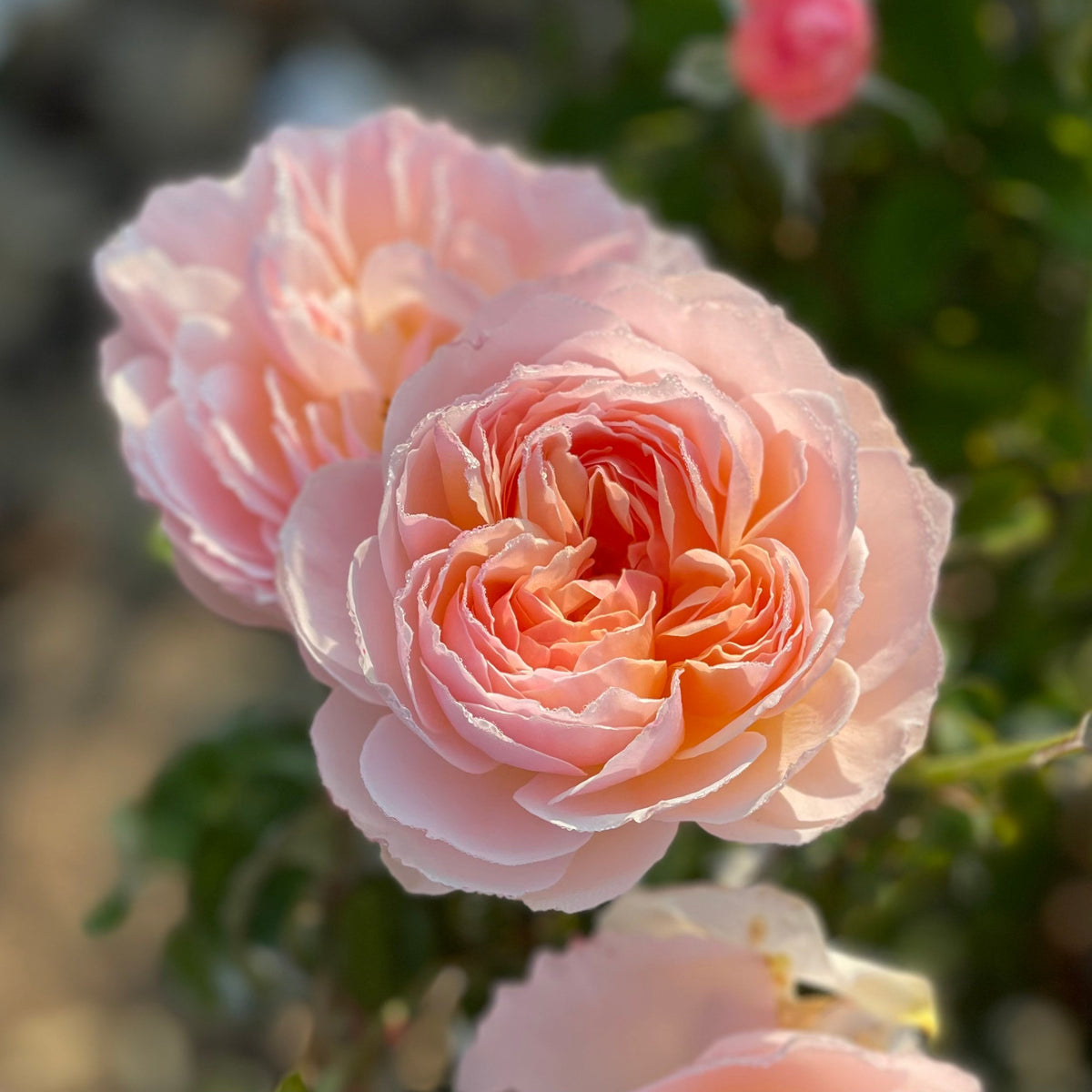 Moonlight in Paris™ Bare Root Rose