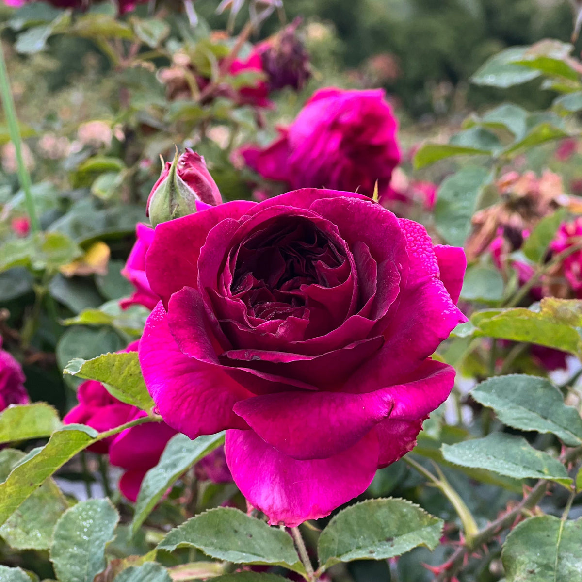 David Austin® Munstead Wood® Potted Rose Bush