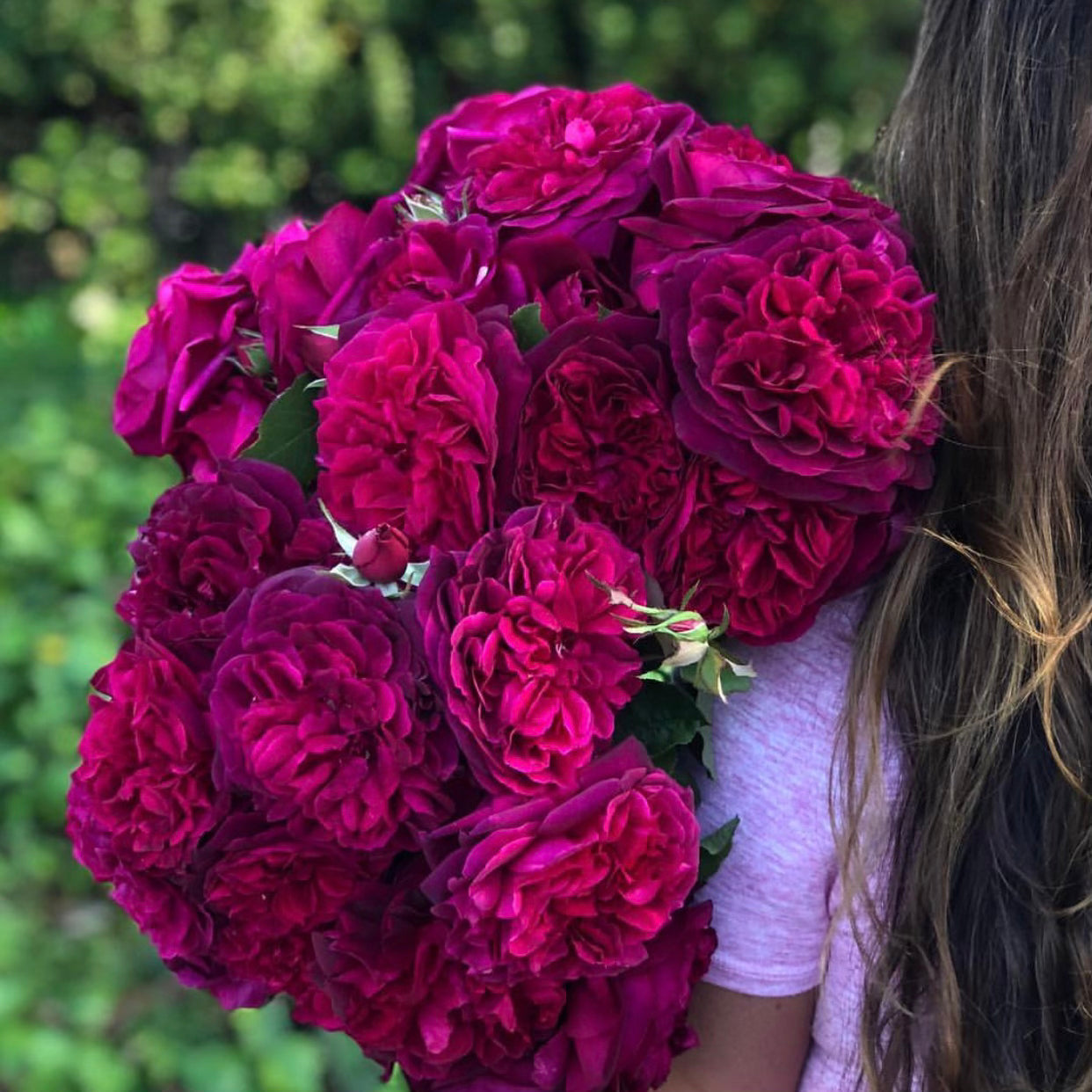 David Austin® Munstead Wood® Potted Rose Bush