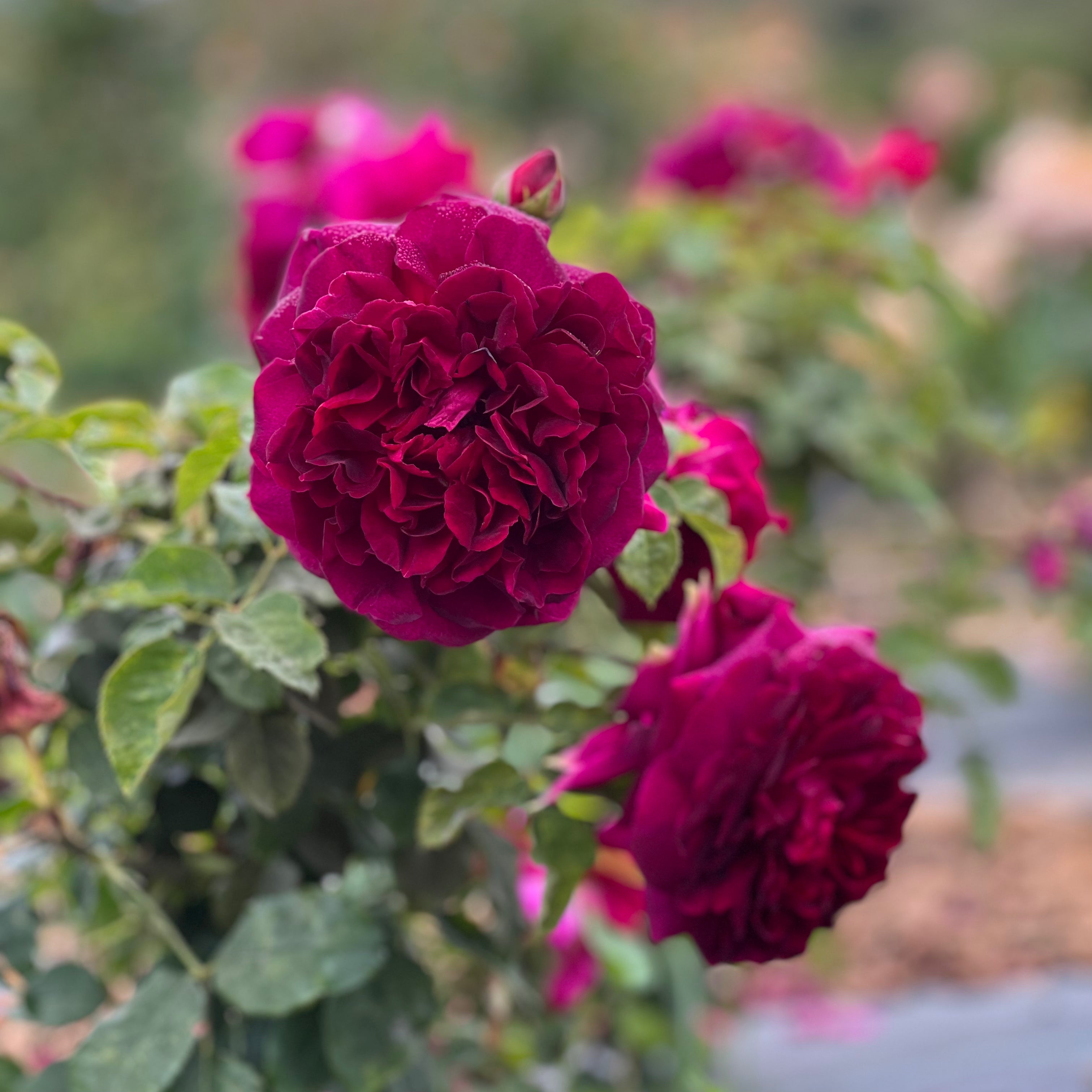 David Austin® Munstead Wood® Potted Rose Bush