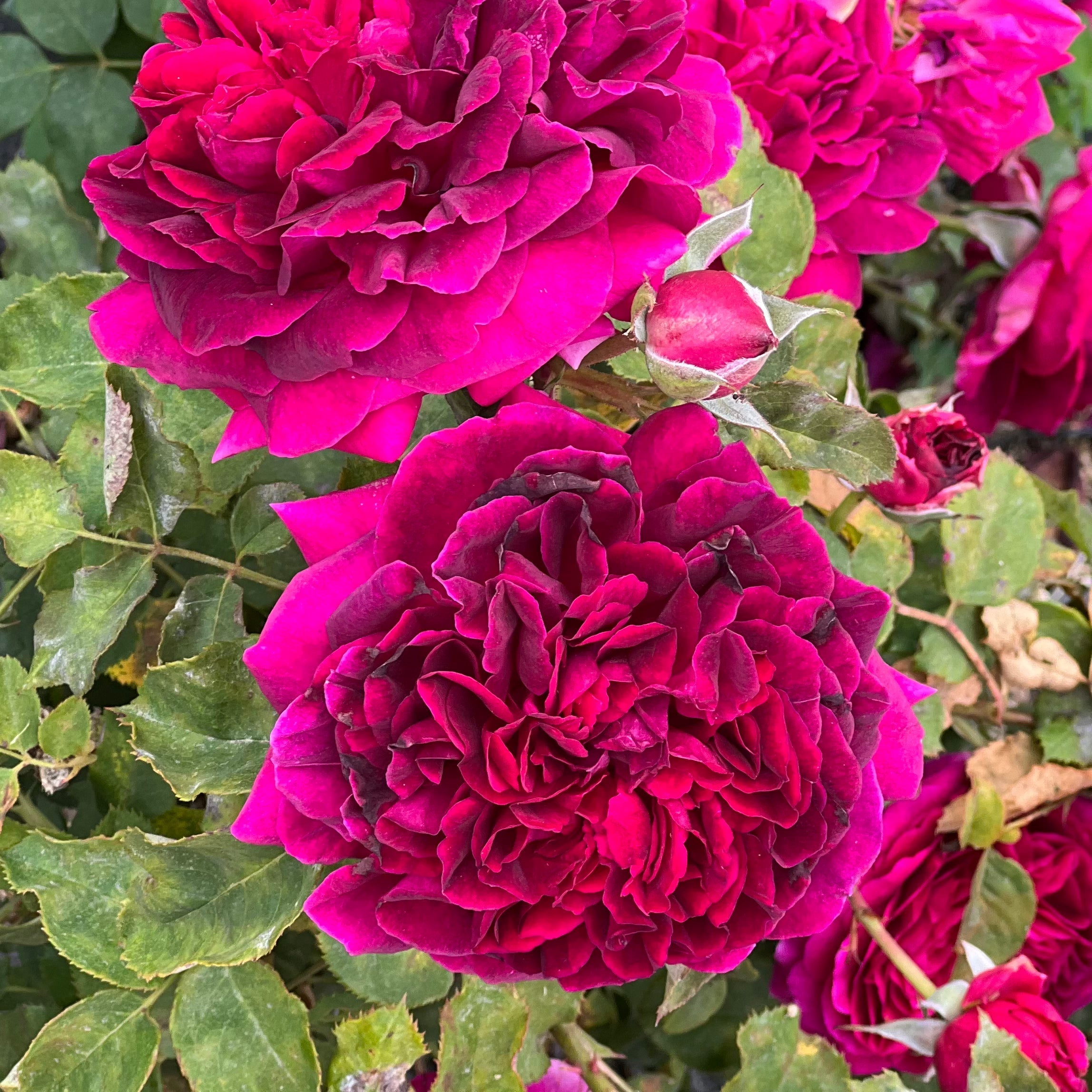 David Austin® Munstead Wood® Potted Rose Bush