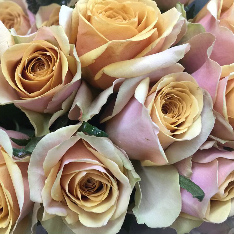 Golden Mustard Potted Rose Bush