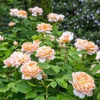 David Austin® The Lady Gardener® Potted Rose Bush