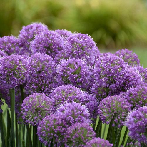 Allium Serendipity Potted Ornamental Onion Plant