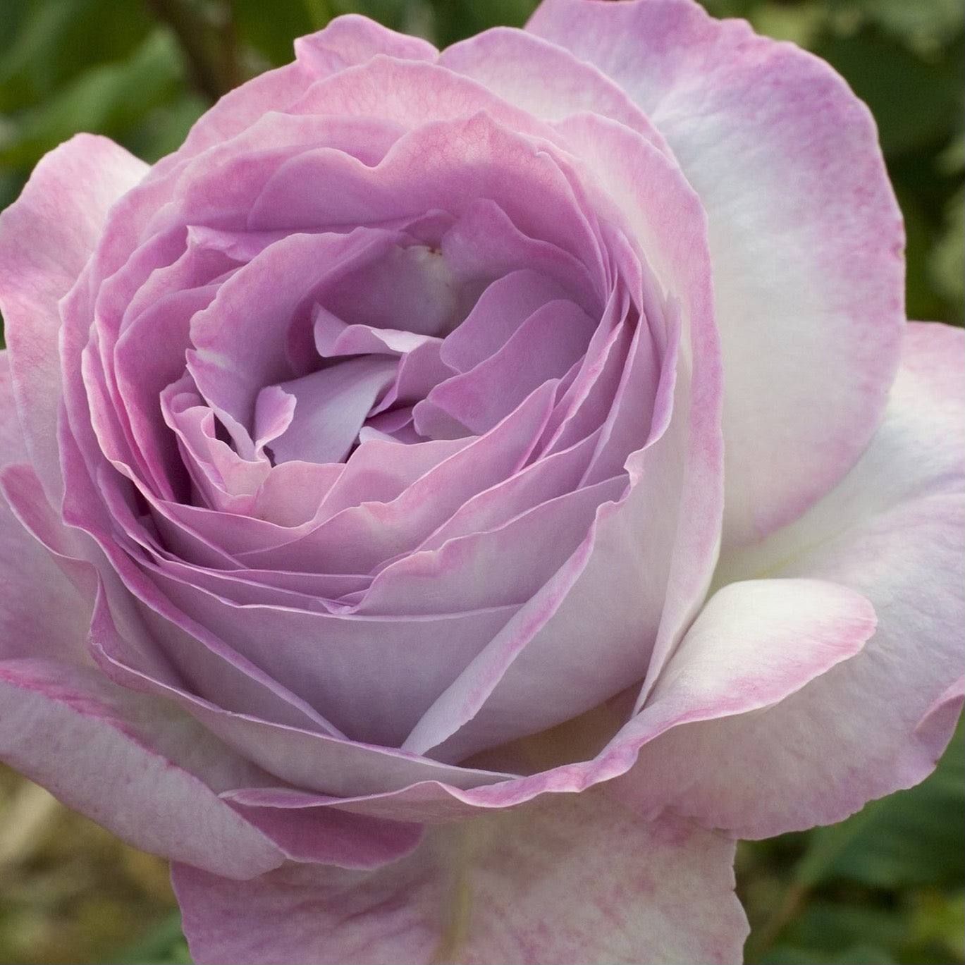 Nicole Carol Miller Bare Root Rose Bush