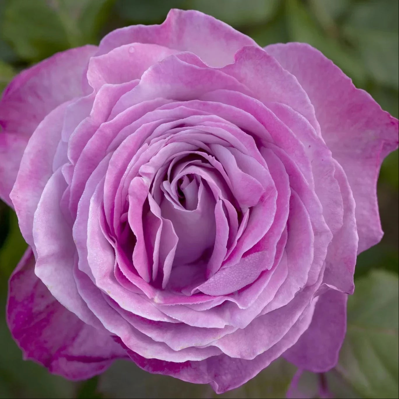 Nicole Carol Miller Bare Root Rose Bush