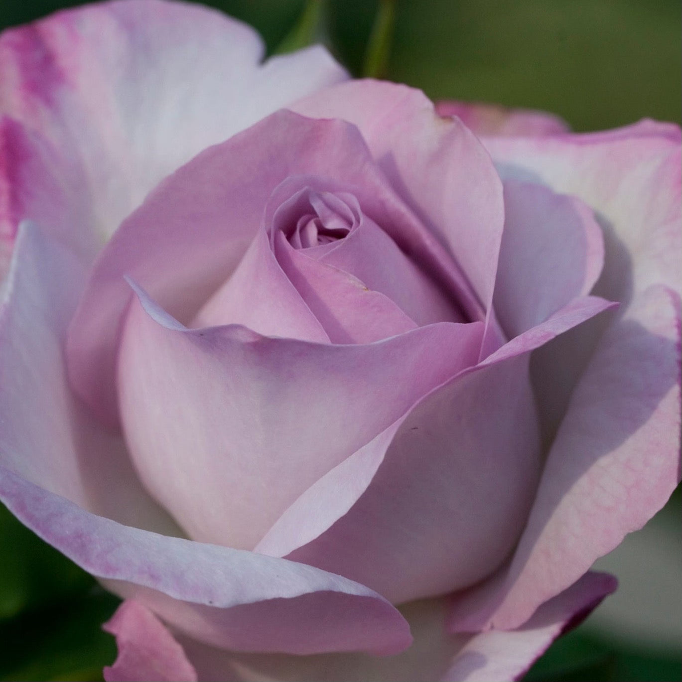 Nicole Carol Miller Bare Root Rose Bush