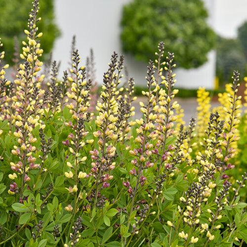 Proven Winners® Baptisia Deluxe Pink Lemonade Potted False Indigo Plant