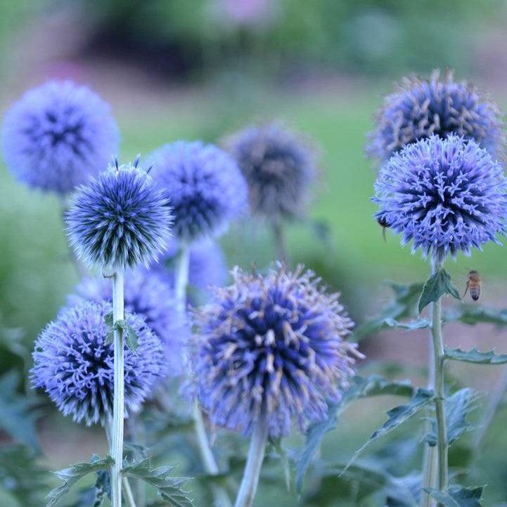 Globe Thistle Blue Glow Potted Globe Thistle Plant