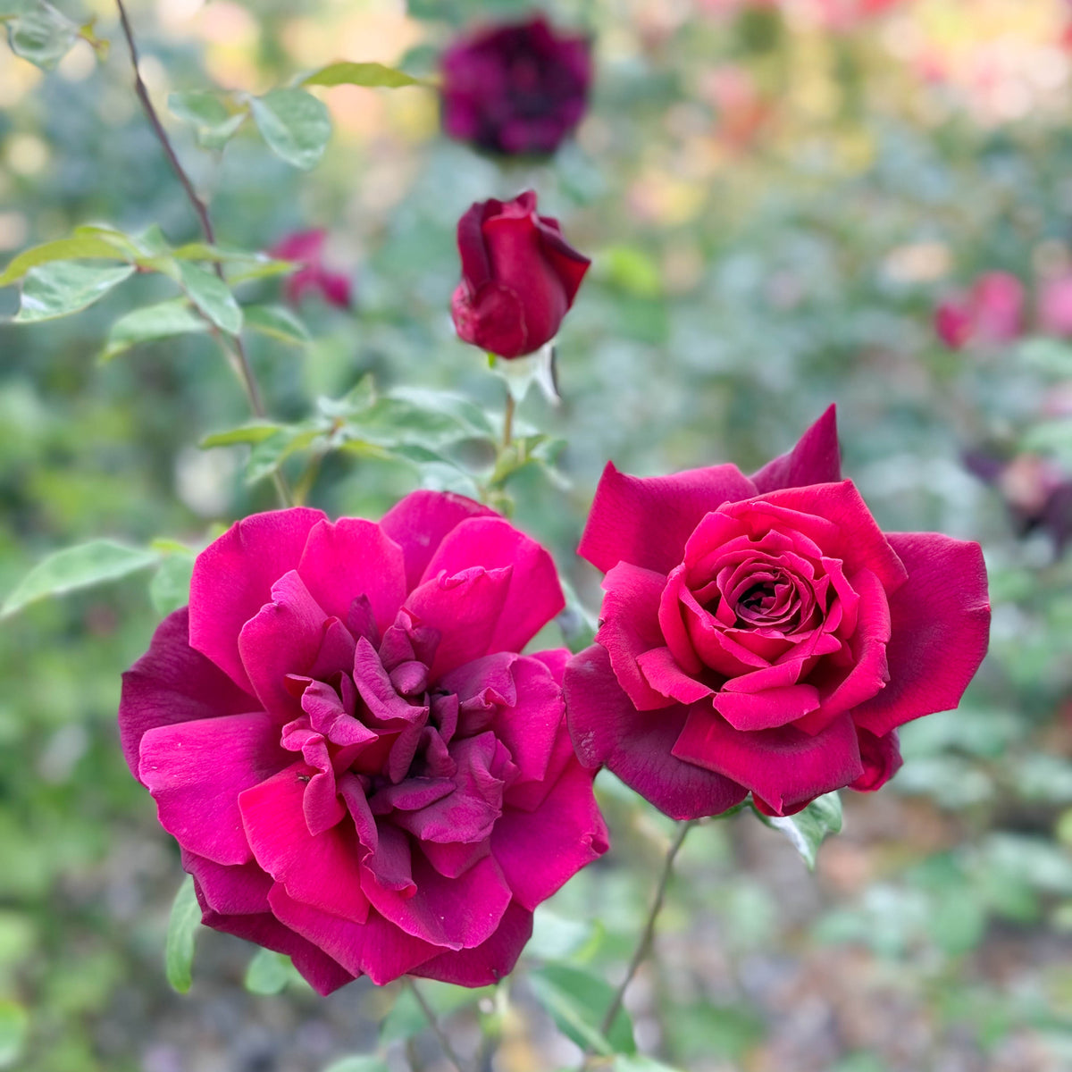 Oklahoma Bare Root Rose Bush