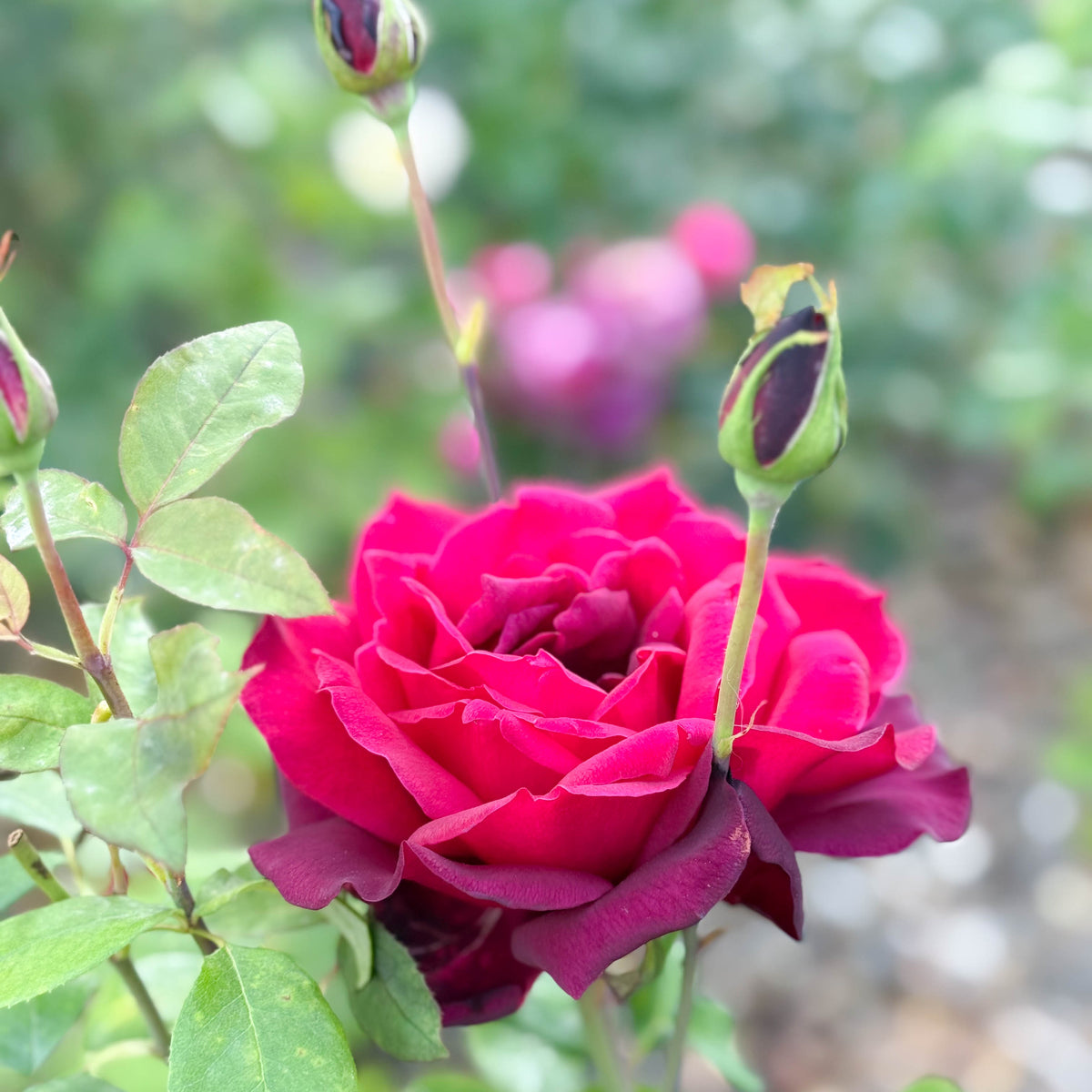 Oklahoma Bare Root Rose Bush