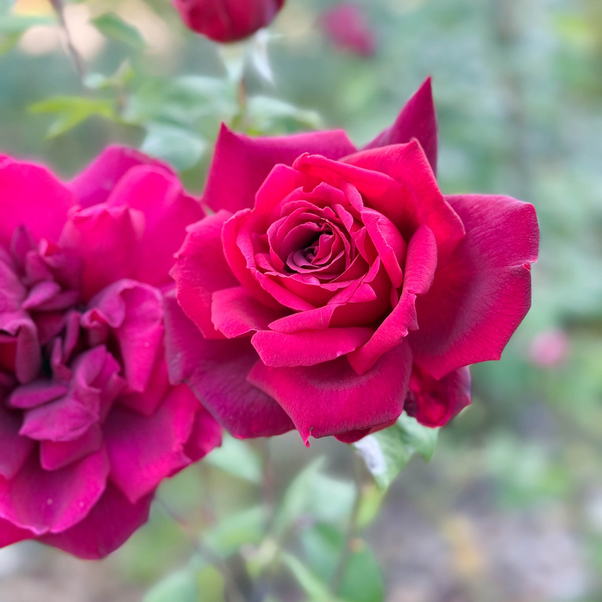 Oklahoma Bare Root Rose Bush