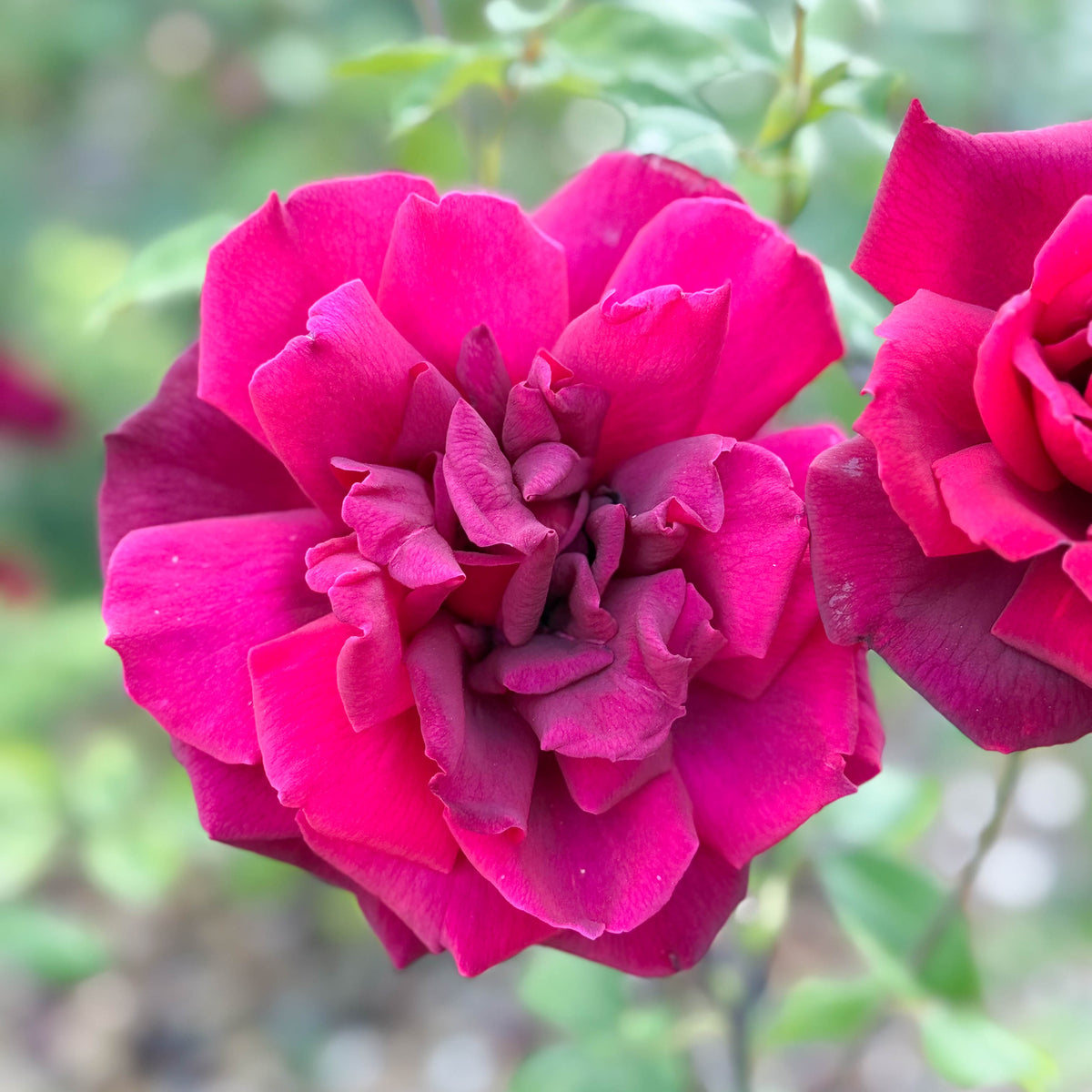 Oklahoma Bare Root Rose Bush