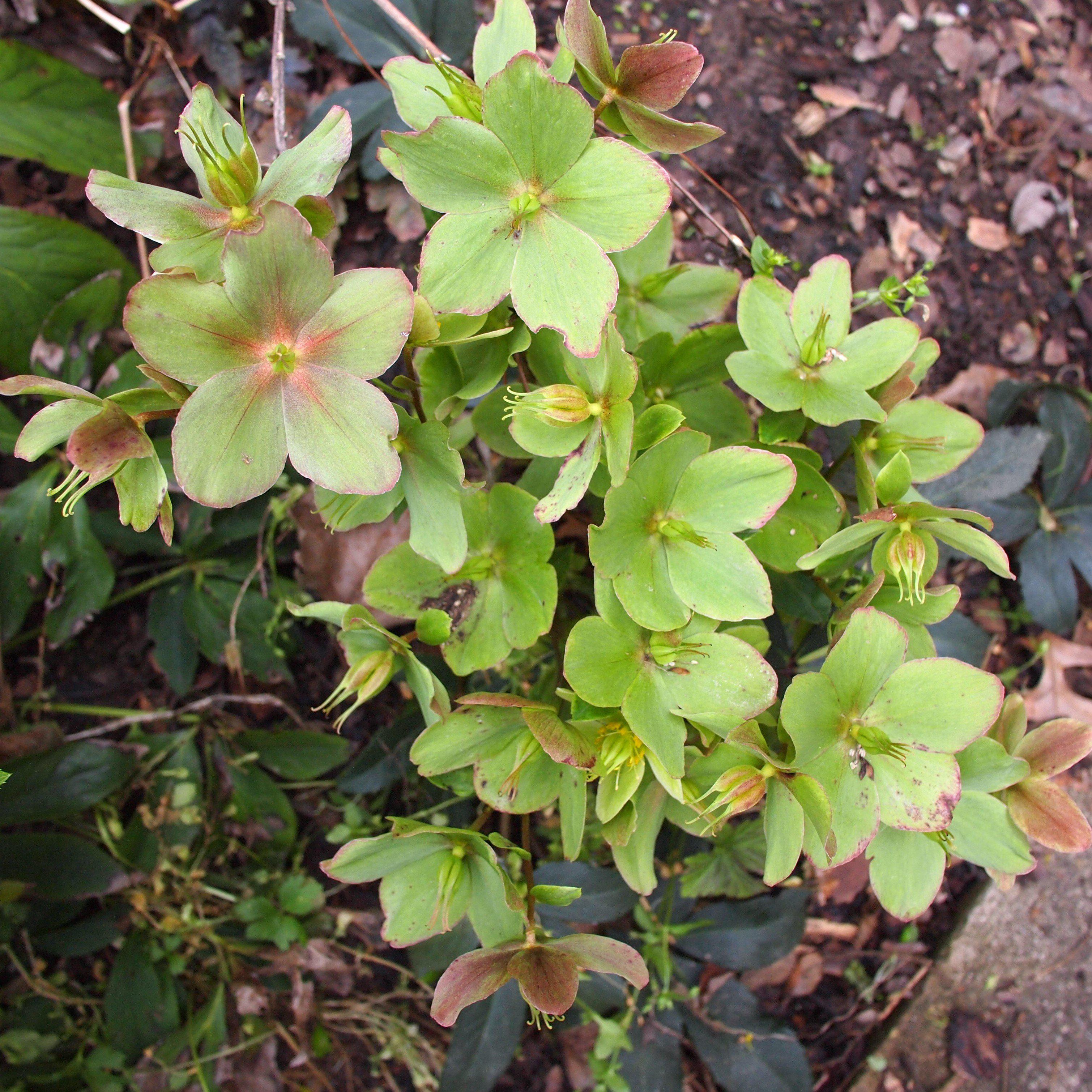 Hellebore Gold Collection® Champion Potted Lenten Rose Plant