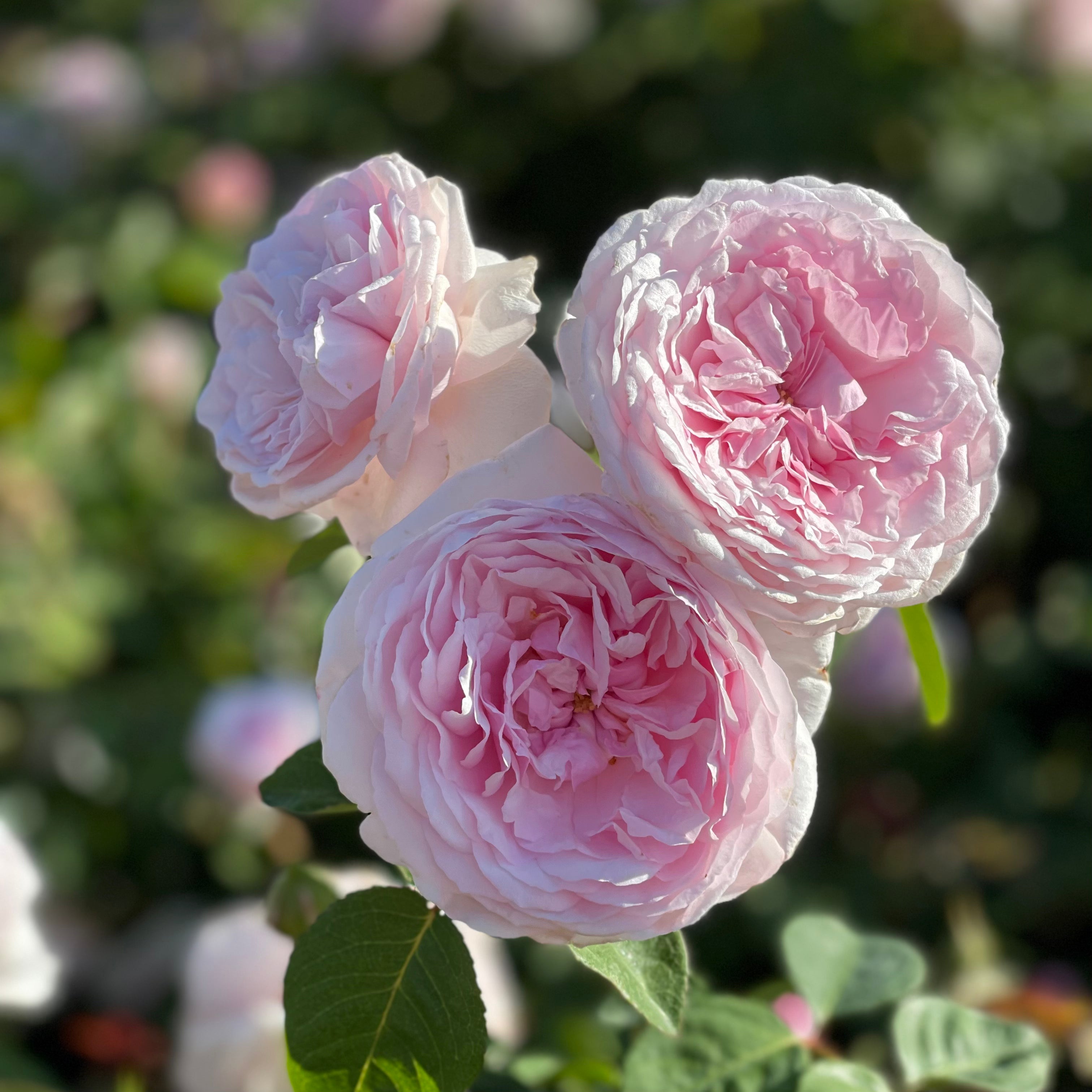 David Austin® Olivia Rose Austin™ Potted Tree Rose