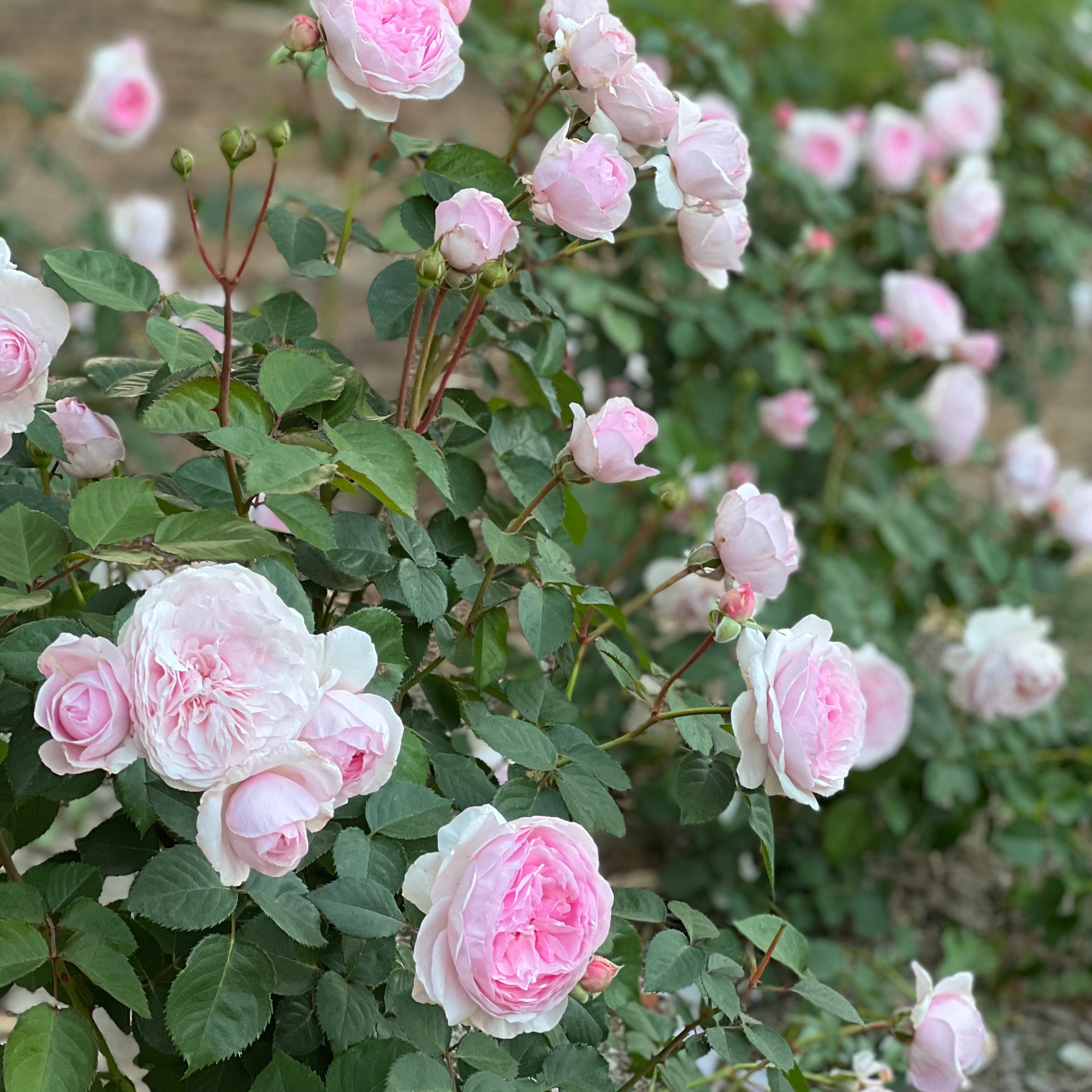 David Austin® Olivia Rose Austin™ Potted Tree Rose