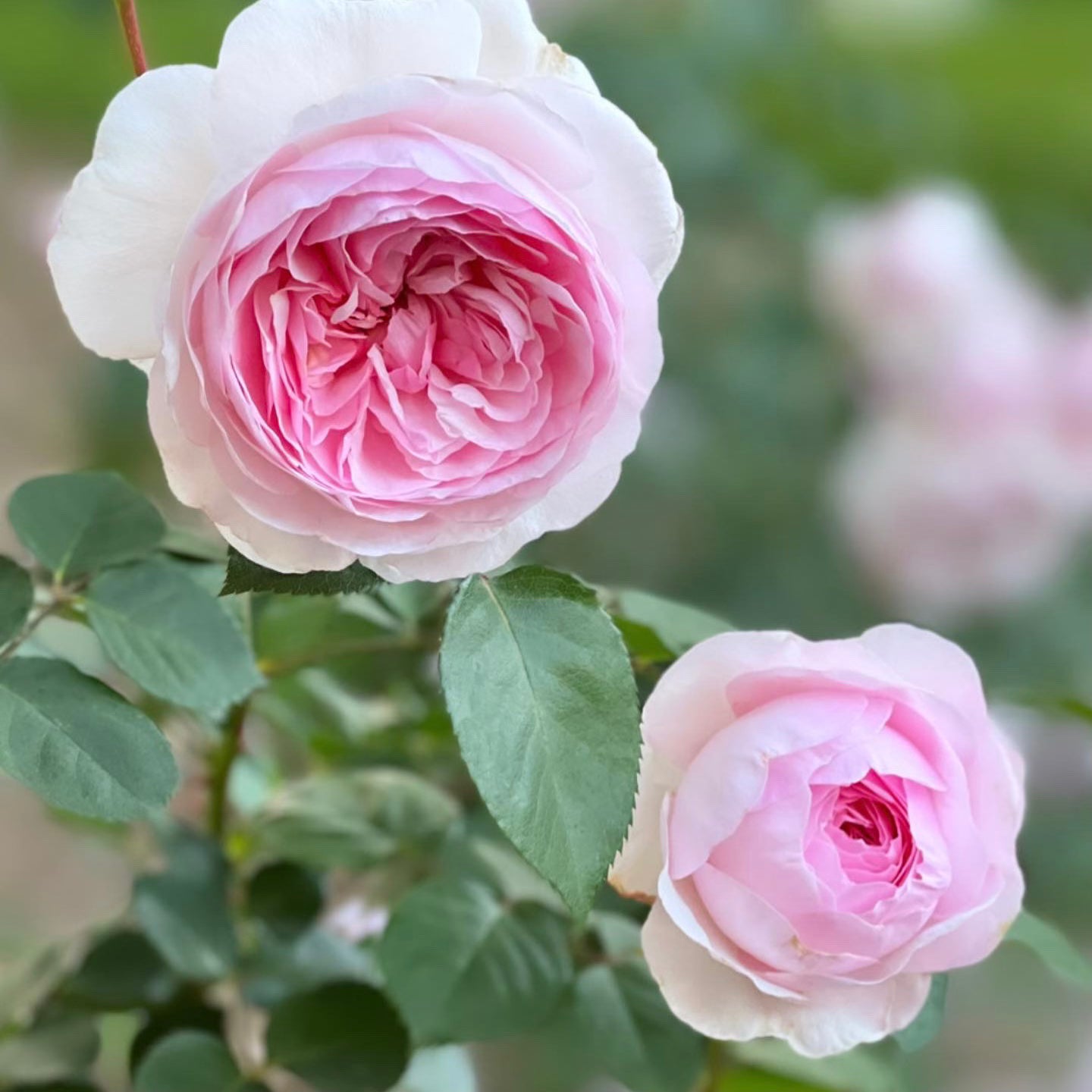 David Austin® Olivia Rose Austin™ Potted Tree Rose