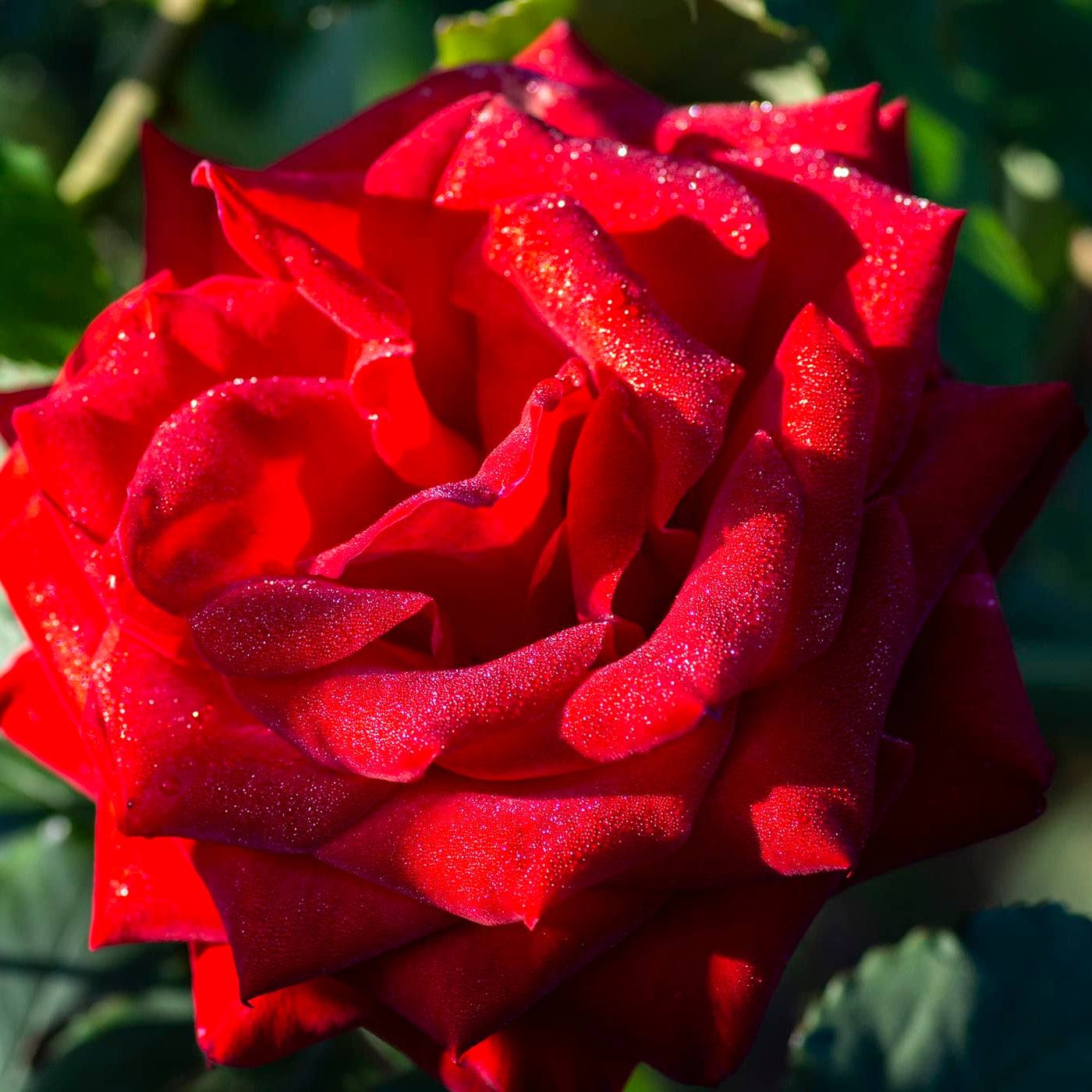 Olympiad™ Potted Tree Rose