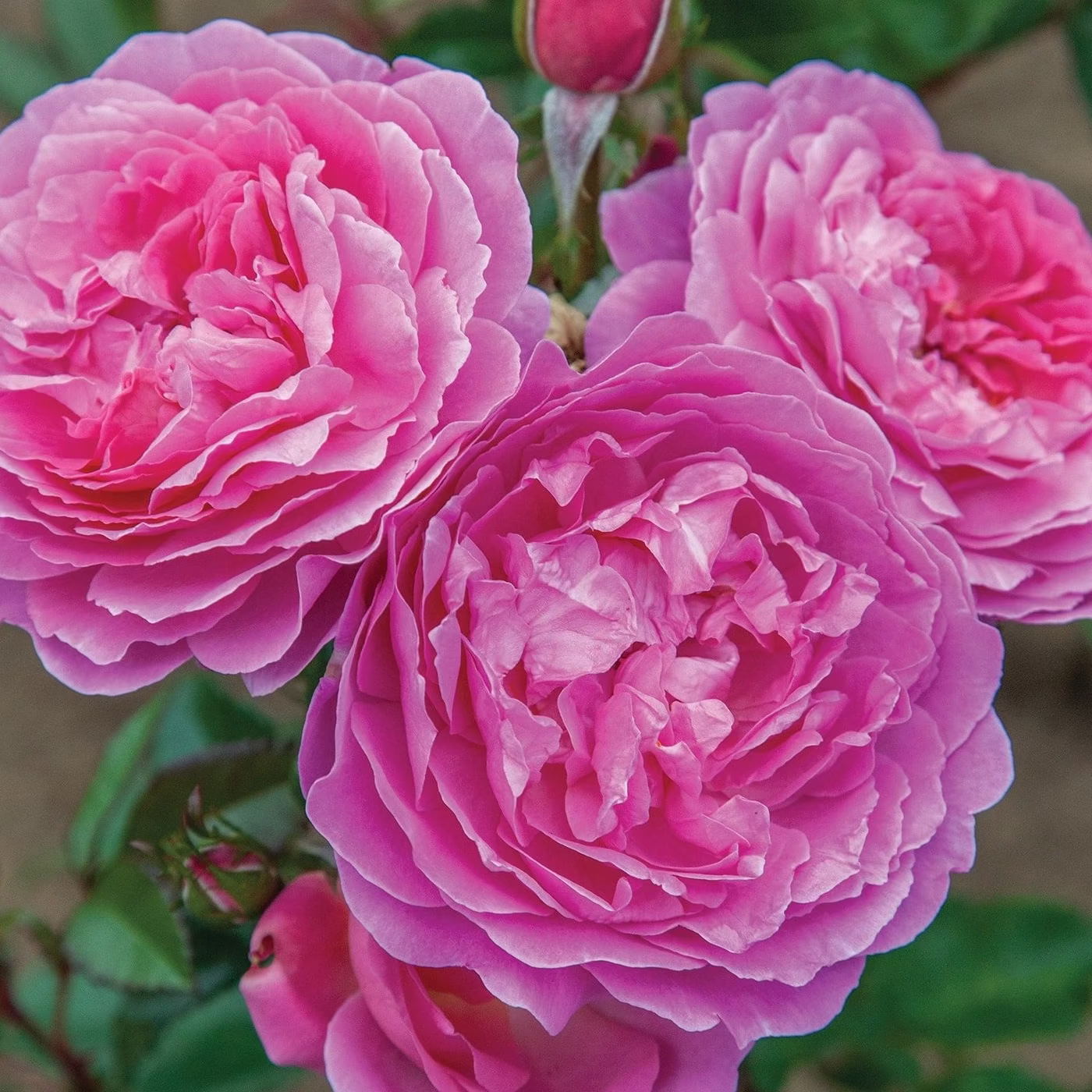 Orchid Romance™ Potted Tree Rose