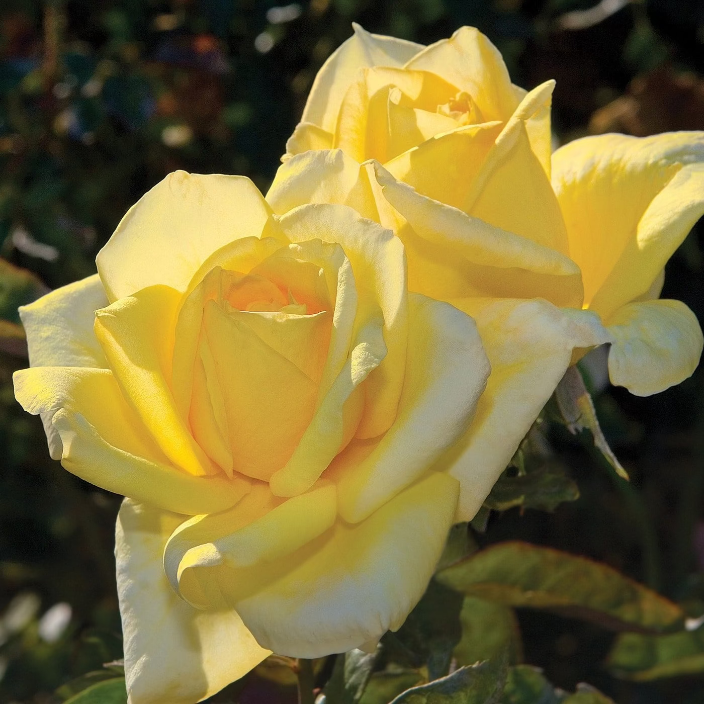 Oregold Potted Tree Rose