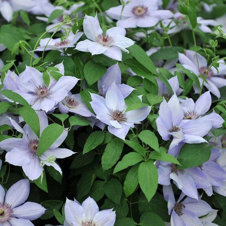 Clematis Raymond Evison® ® Bernadine™ Potted Clematis Plant