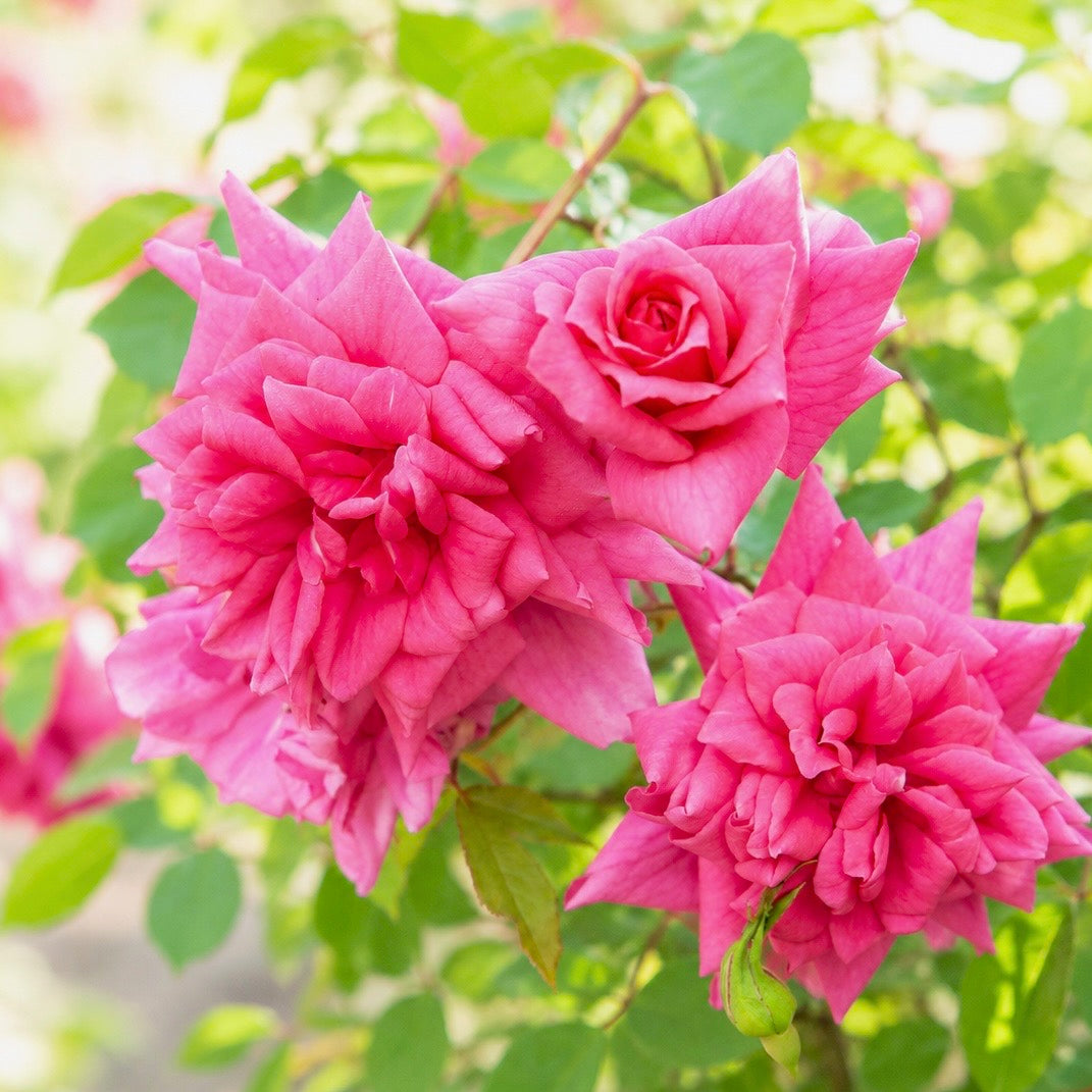 Lady Ann Kidwell Potted Rose Bush