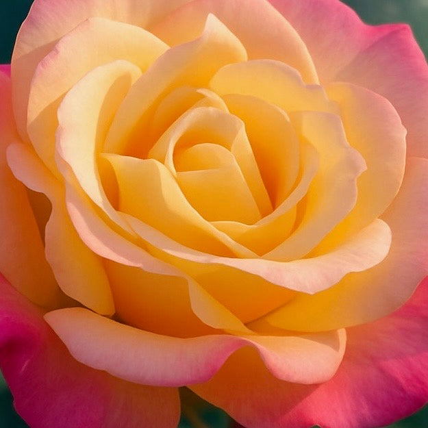 Rio Samba™ Potted Rose Bush