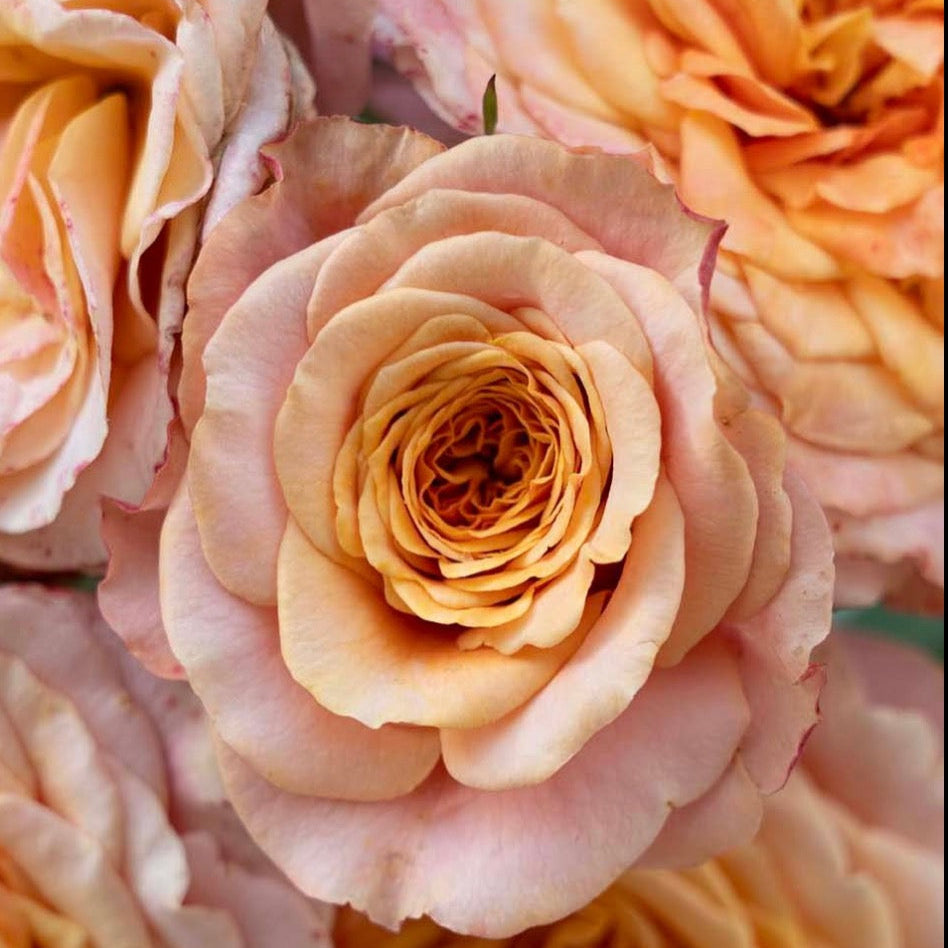 Sunbelt® Crazy Love™ Potted Rose Bush