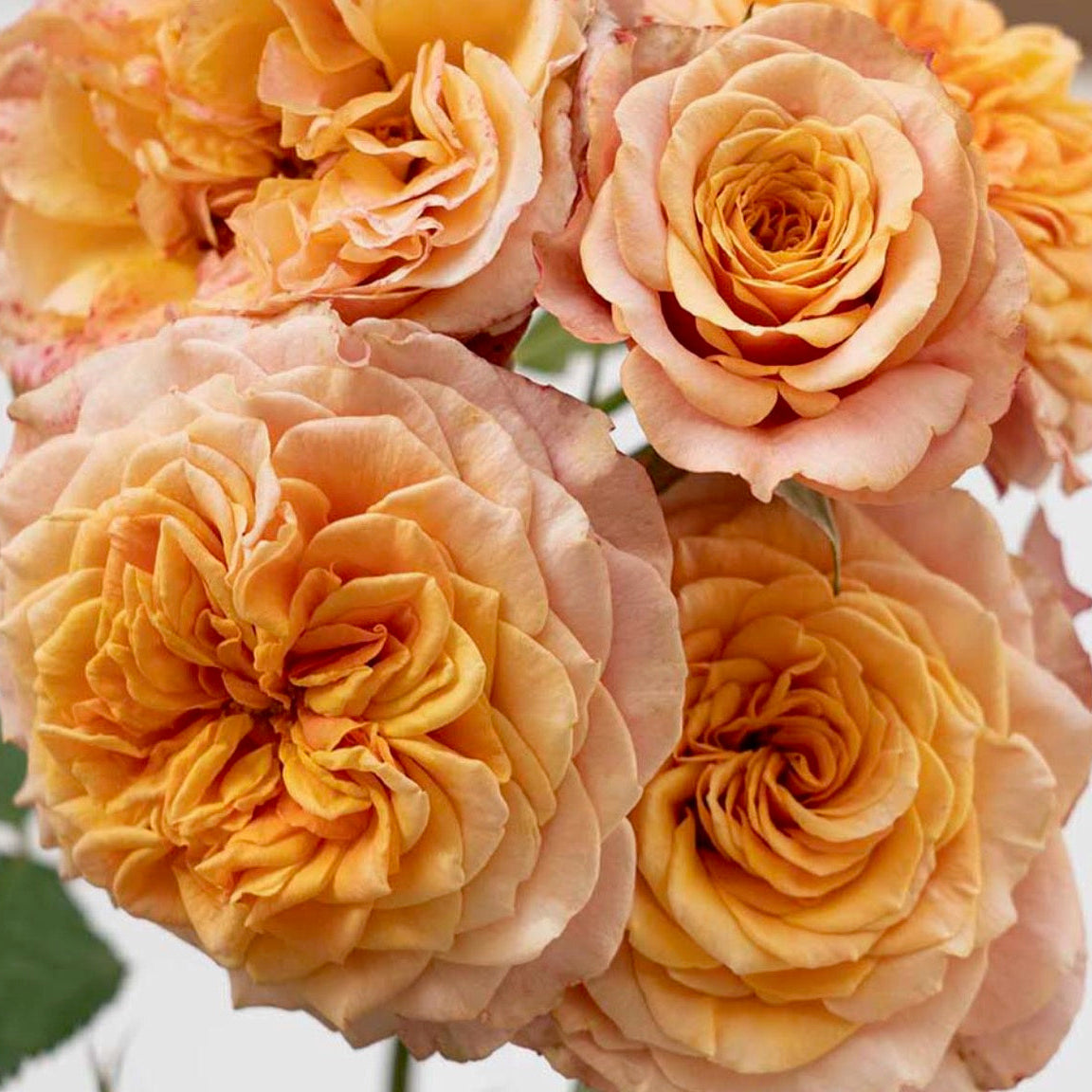 Sunbelt® Crazy Love™ Bare Root Rose Bush