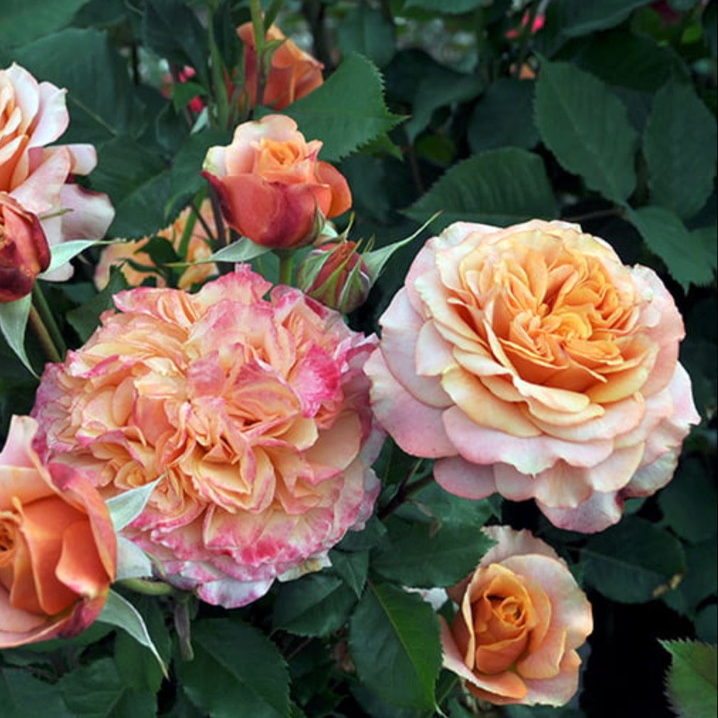 Sunbelt® Crazy Love™ Bare Root Rose Bush