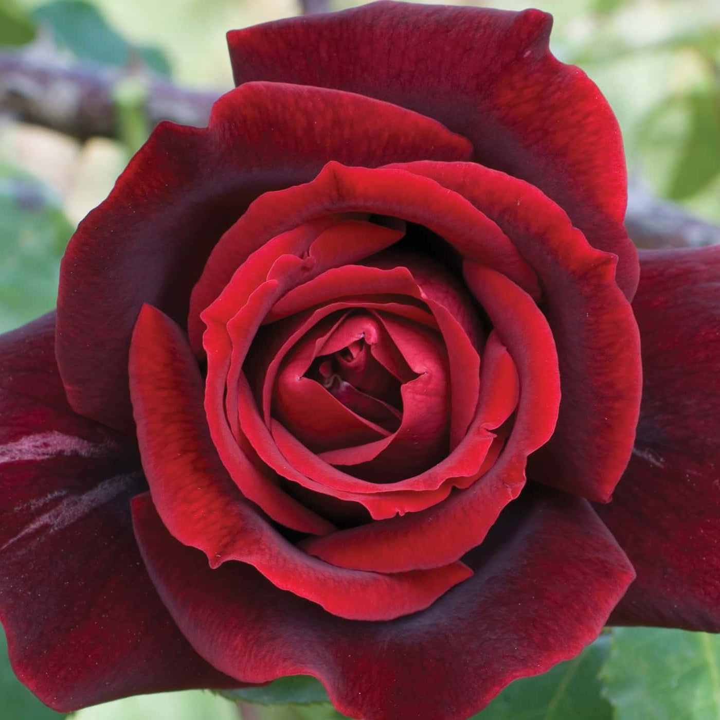 Papa Meilland® Bare Root Rose Bush