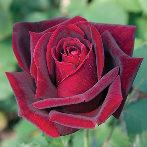 Papa Meilland® Potted Tree Rose