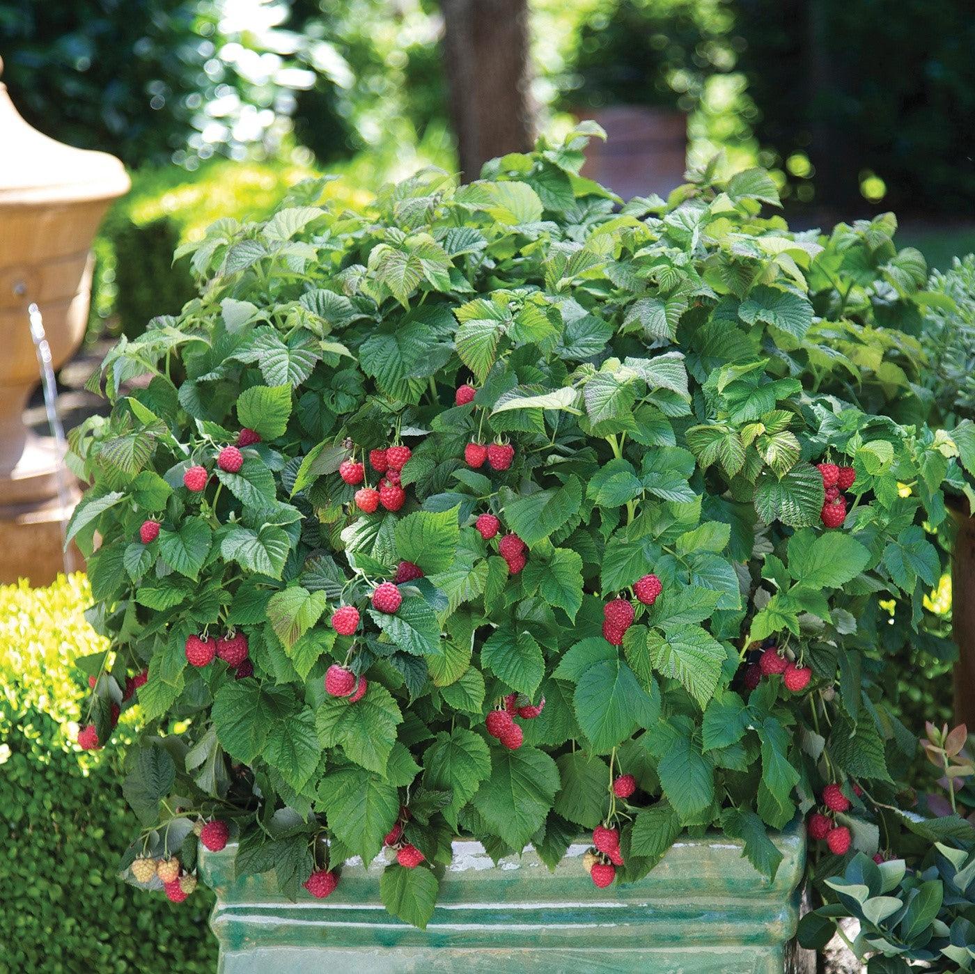 Raspberry Bushel & Berry® Raspberry Shortcake® Thornless Potted Raspberry Plant