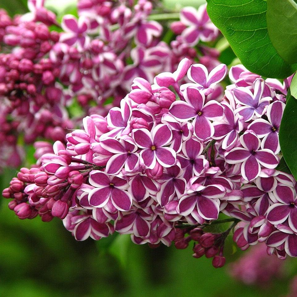 Lilac Sensation Potted Lilac Bush