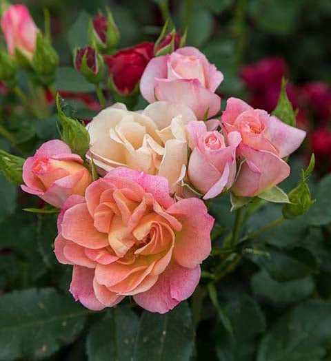 Sunblaze® Peach Potted Tree Rose - 10" Decorative Basket Weave Container