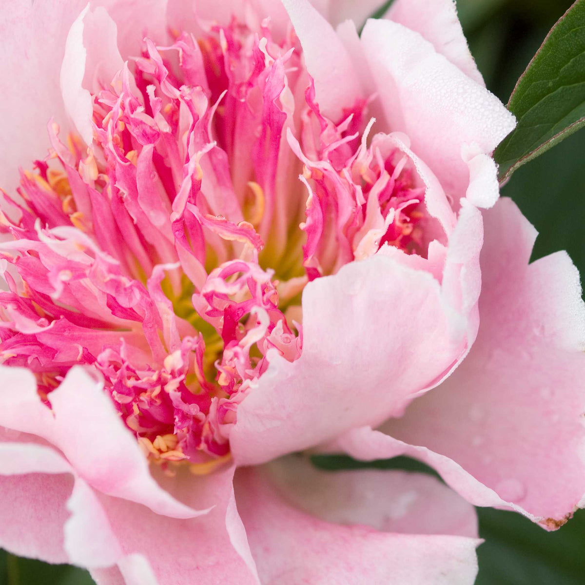 Peony Do Tell - Peony Bulbs