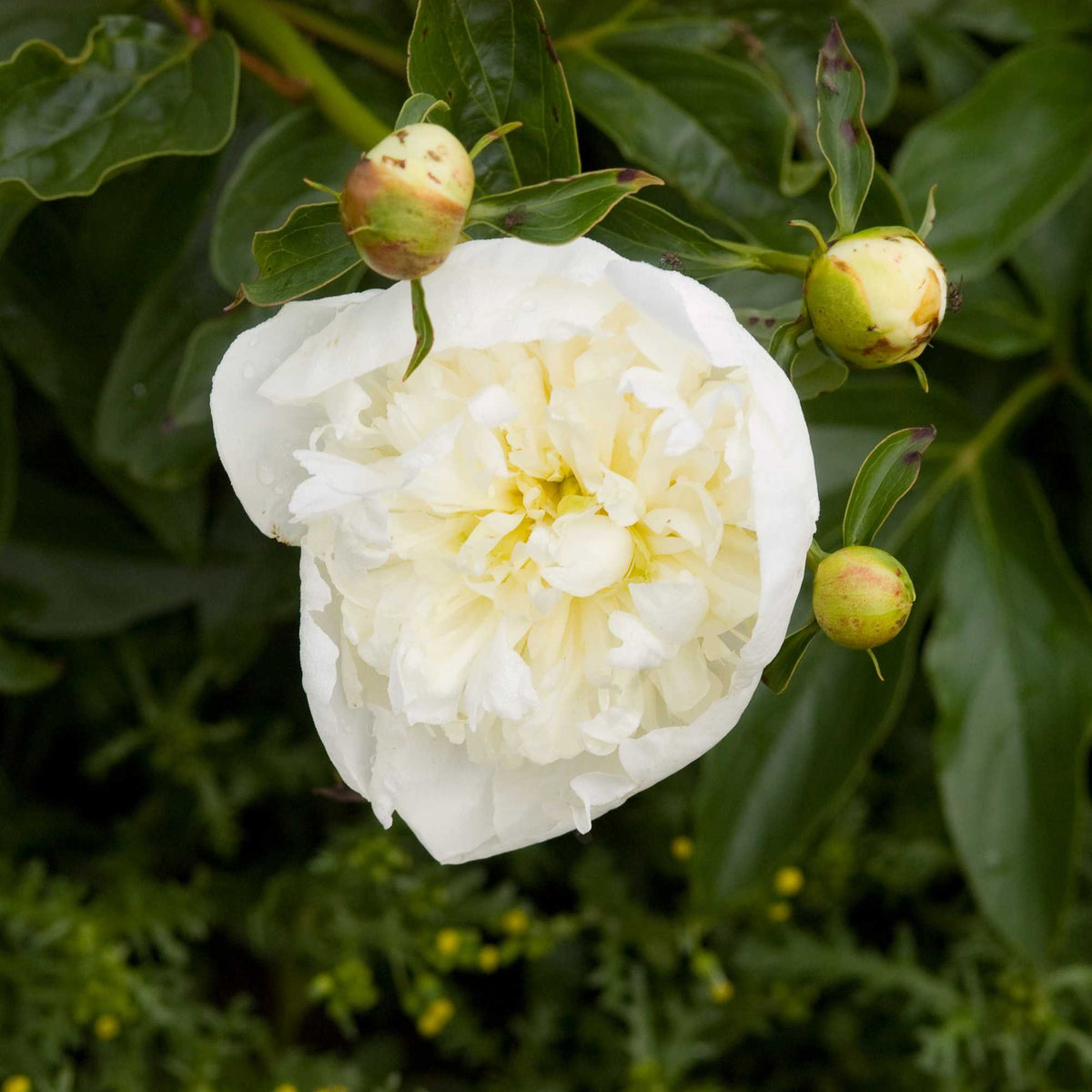 Peony Duchesse de Nemours - Peony Bulbs