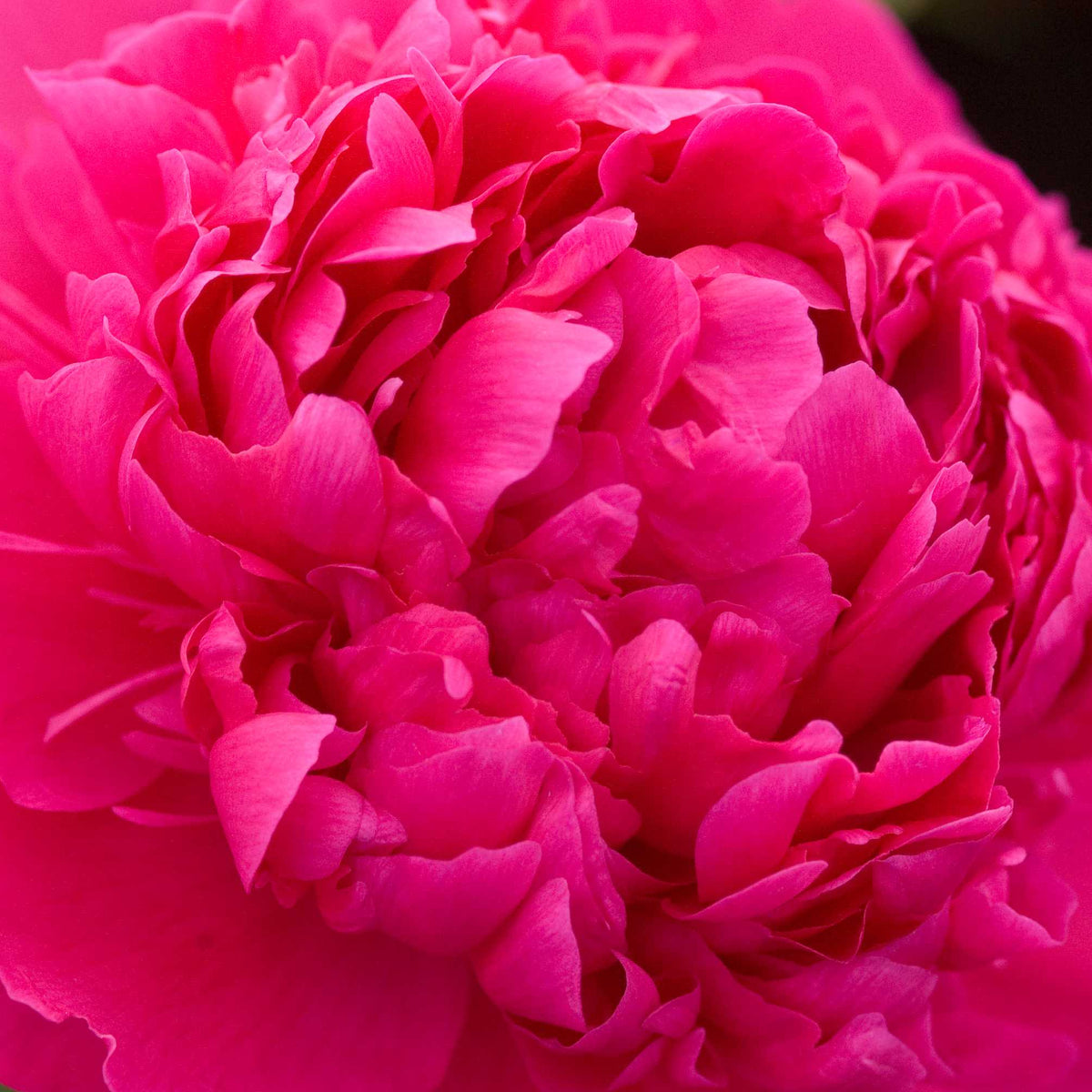 Peony Felix Supreme - Peony Bulbs