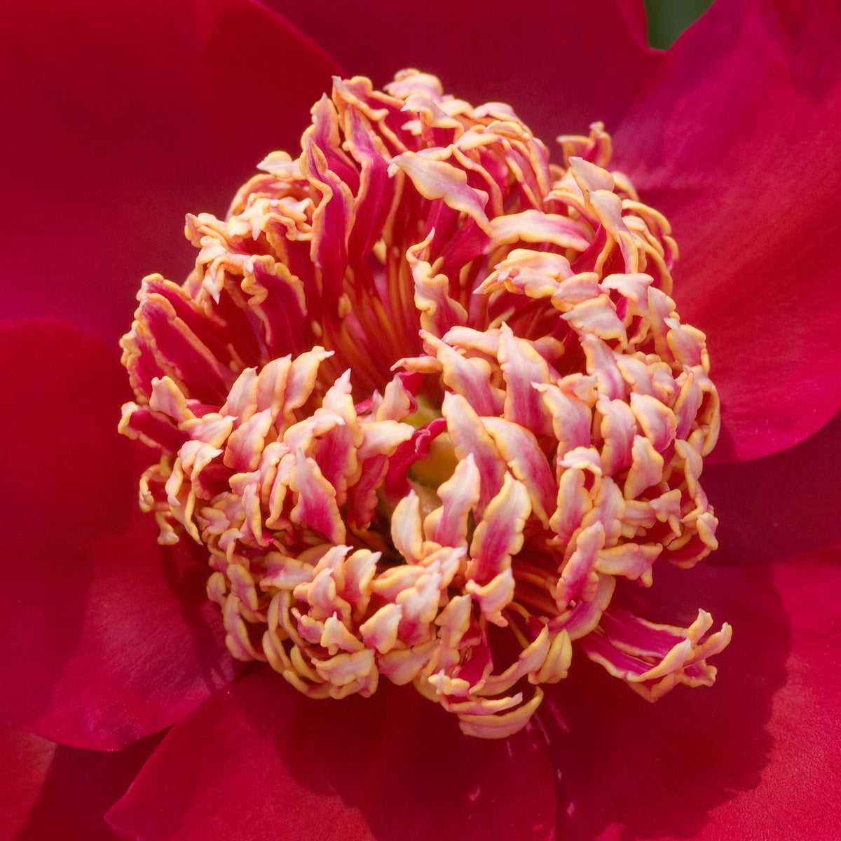 Peony Nippon Beauty - Peony Bulbs